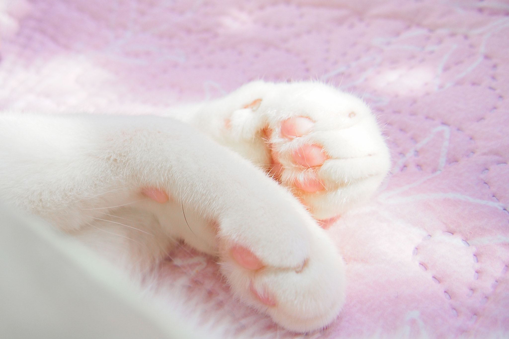 Olympus PEN E-P5 sample photo. Cute paws photography