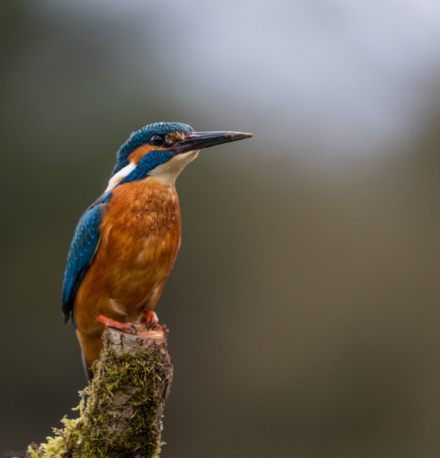 Canon EF 100-400mm F4.5-5.6L IS II USM sample photo. Kingfisher, leeds photography