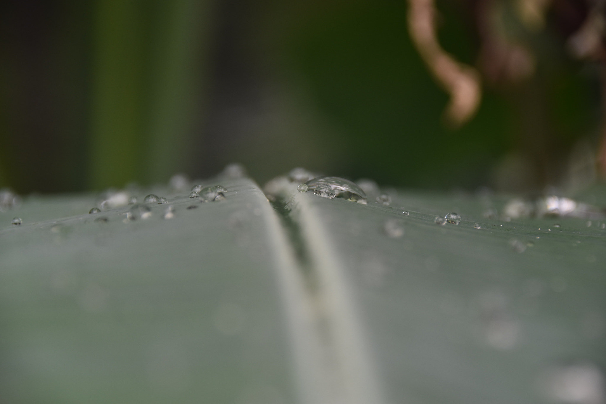 Sigma 18-250mm F3.5-6.3 DC Macro OS HSM sample photo. Waterdrop photography