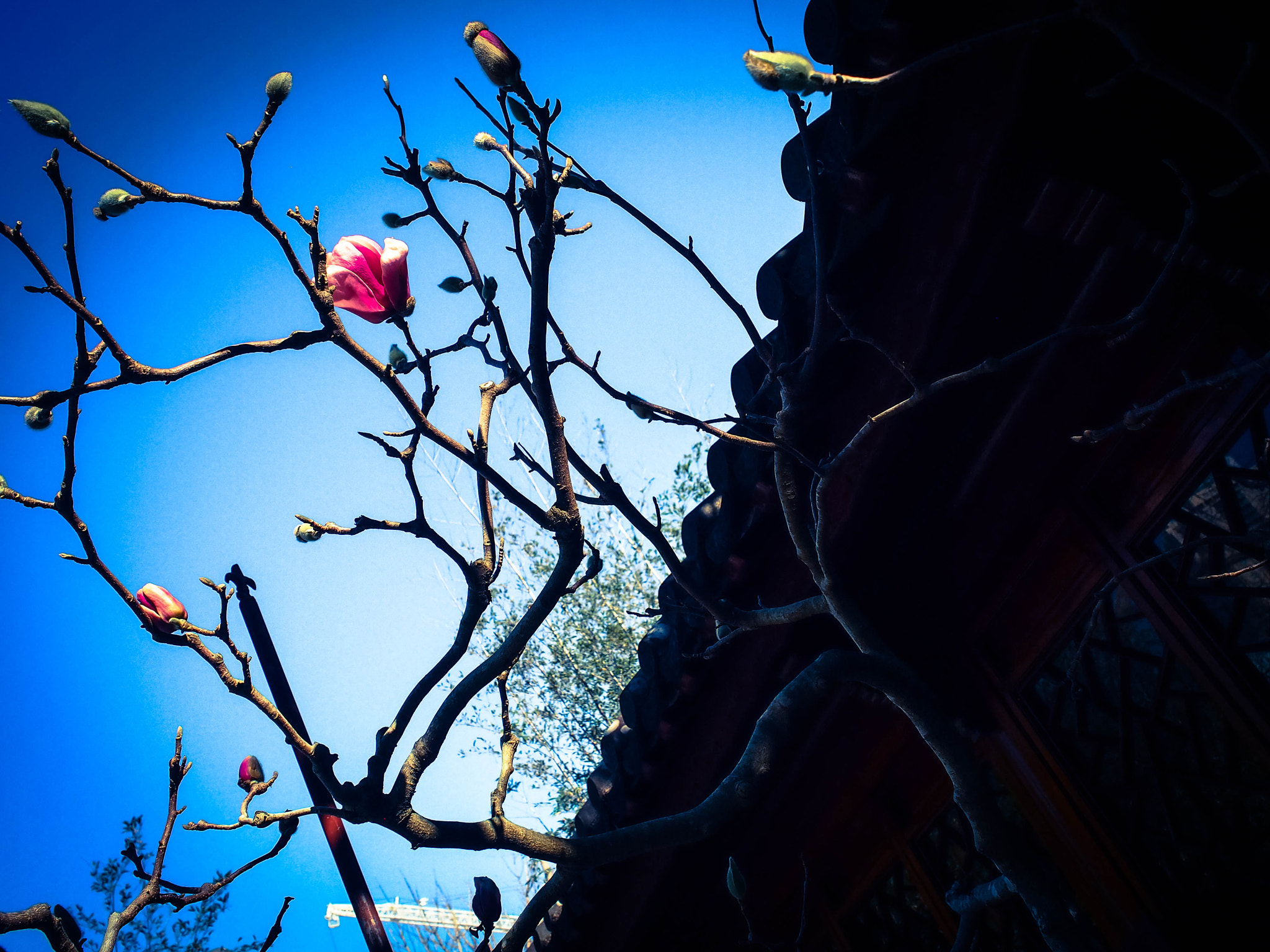 Olympus PEN E-P3 sample photo. Flower photography