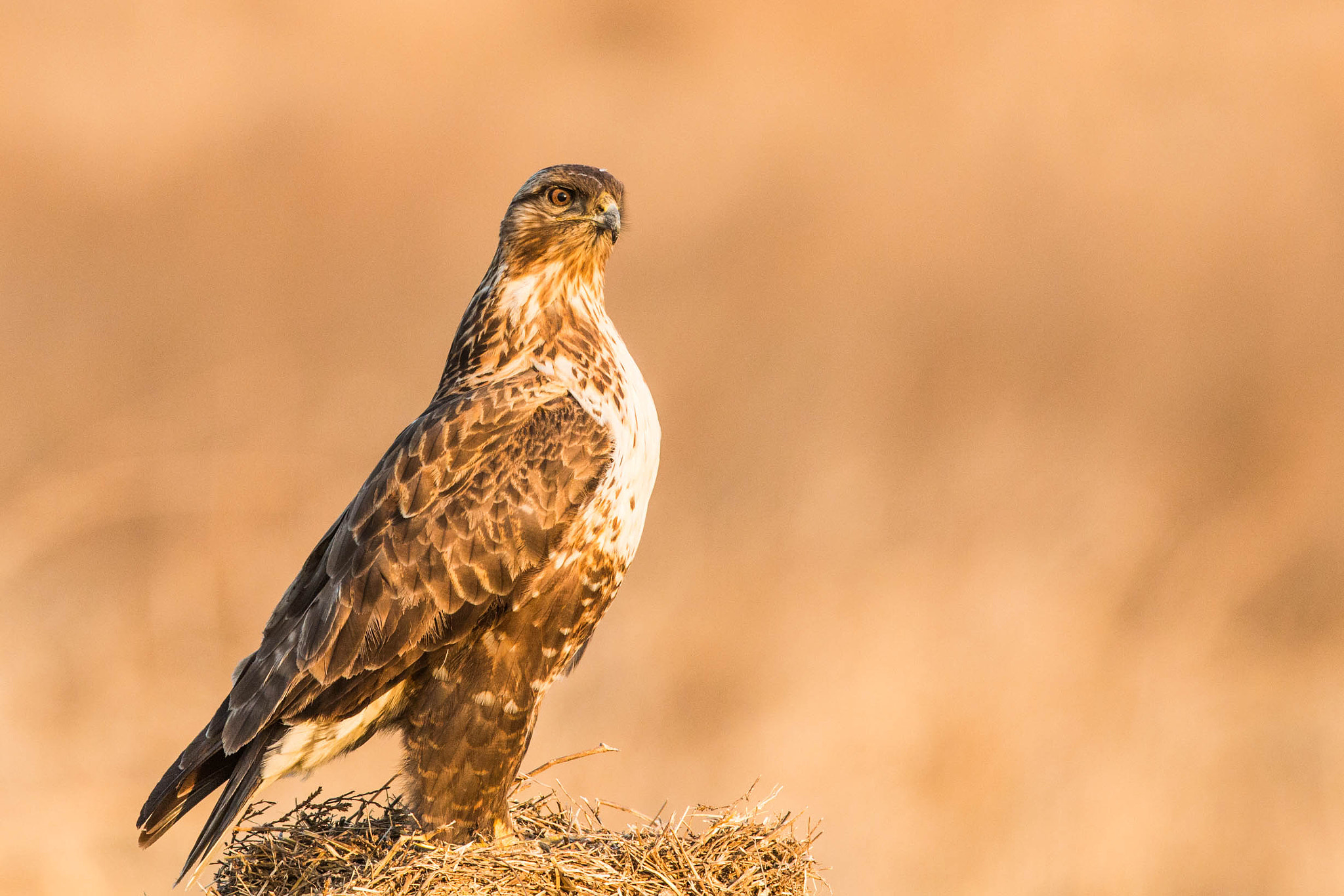 Canon EF 600mm F4L IS II USM sample photo. Guarding photography