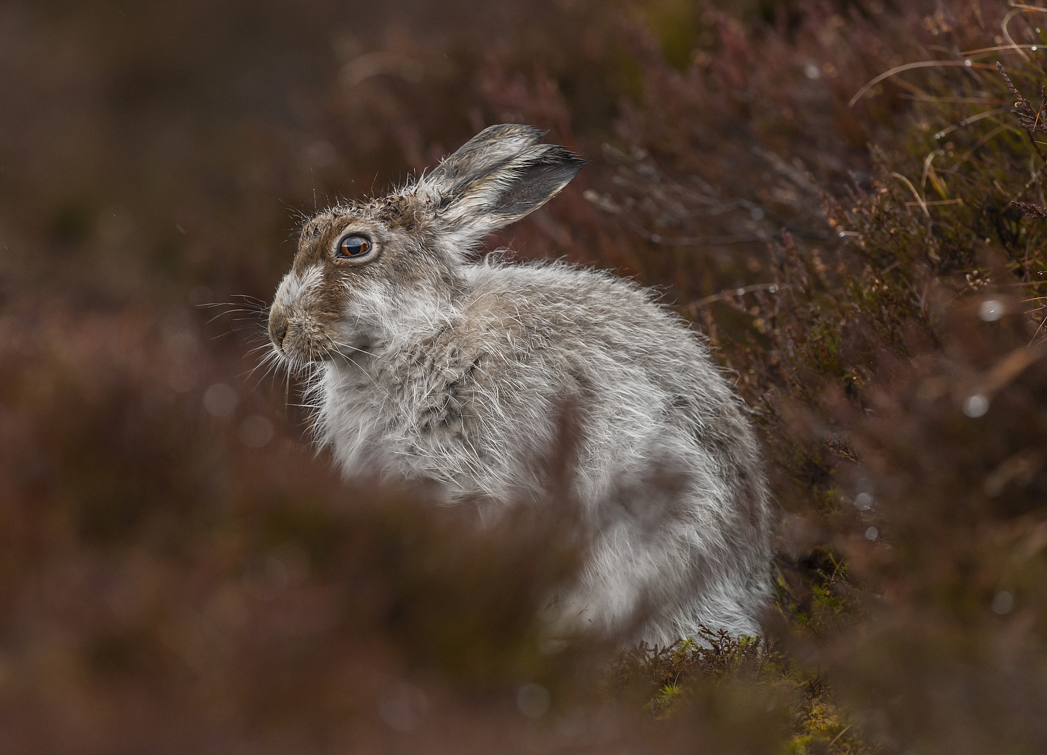 Nikon D700 + Nikon AF-S Nikkor 500mm F4G ED VR sample photo. Mountain hare photography