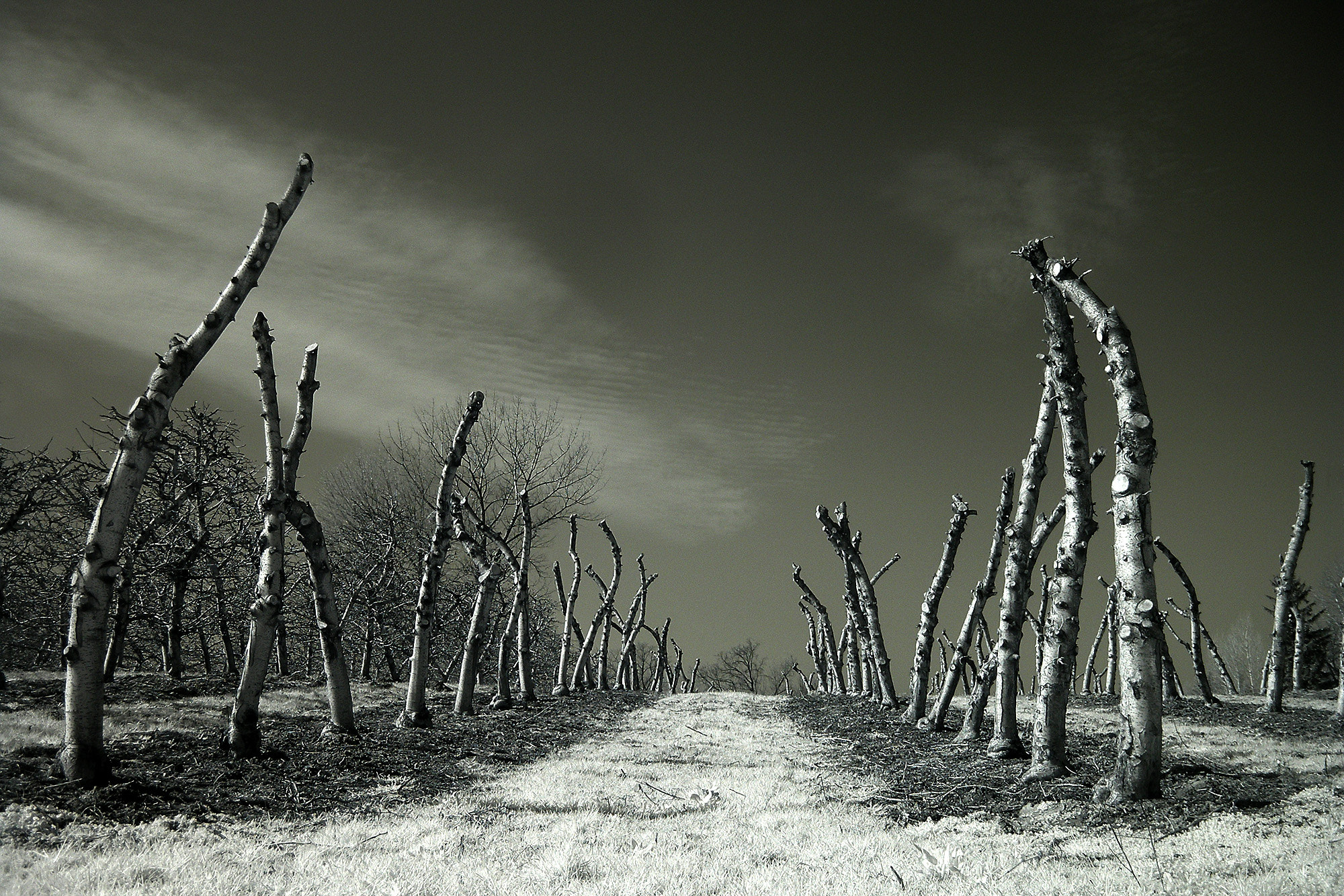 Olympus SP320 sample photo. Dead trees photography
