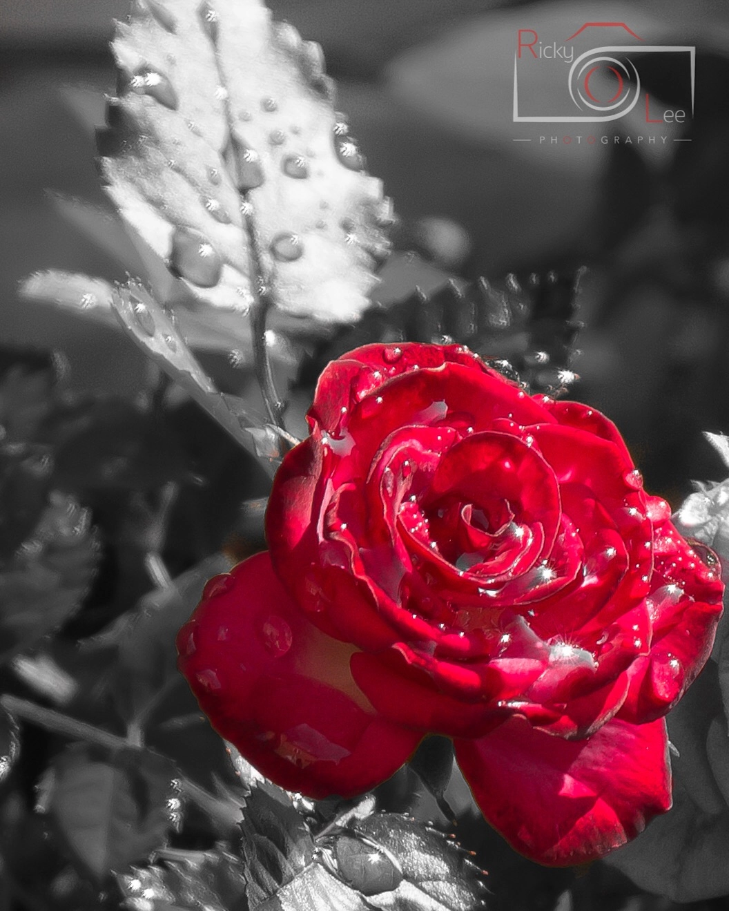 Sigma 24-70mm F2.8 EX DG Macro sample photo. A classic english rose photography