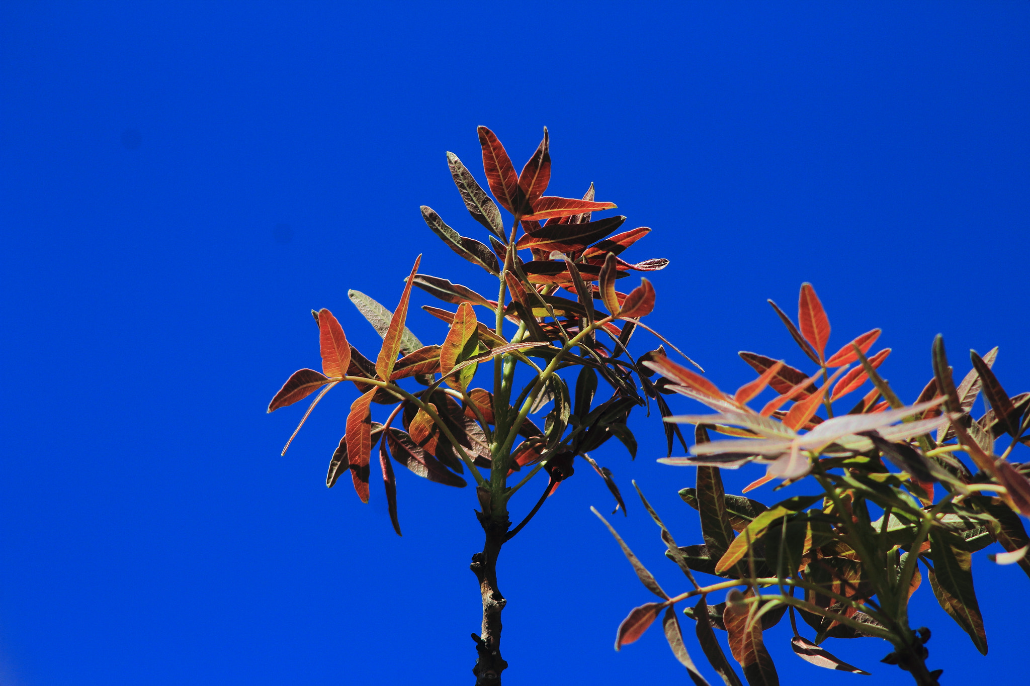 Canon EF 90-300mm F4.5-5.6 sample photo. Beautiful color photography
