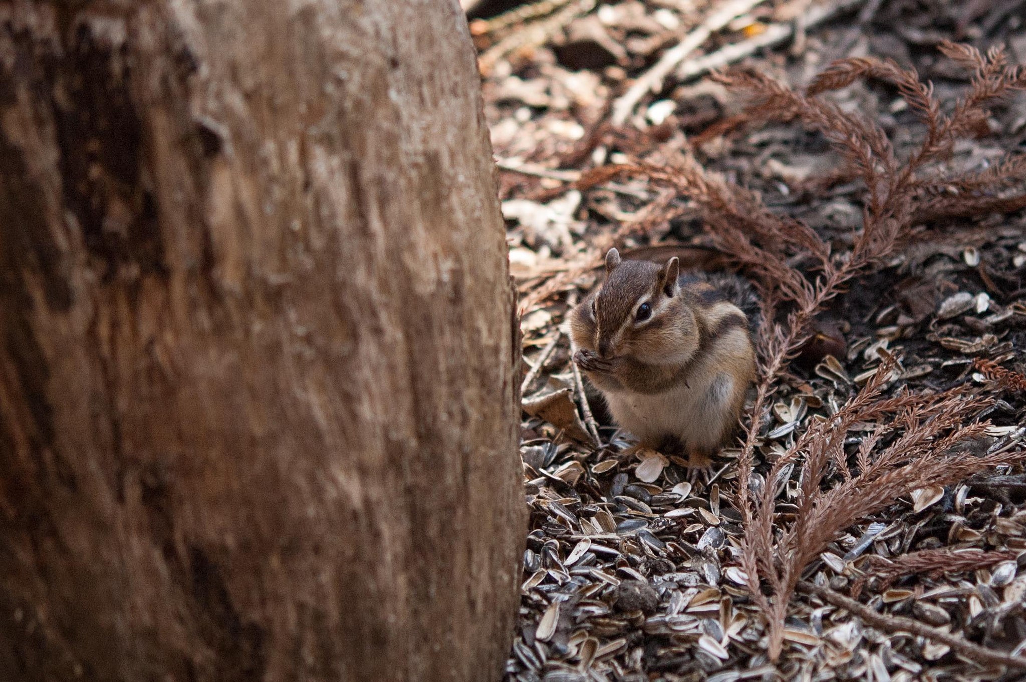 Nikon D70s sample photo. Up photography