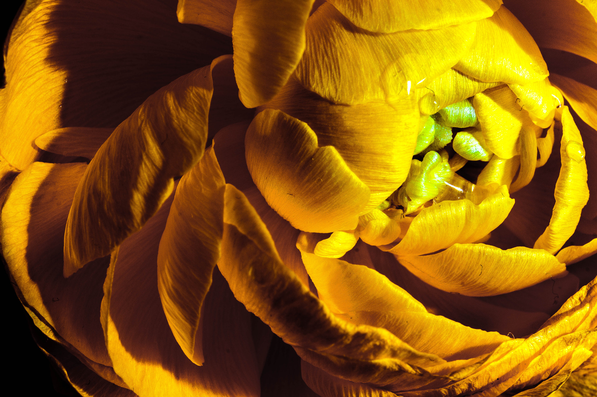 Canon EF 24-70mm F4L IS USM sample photo. Yellow macro photography