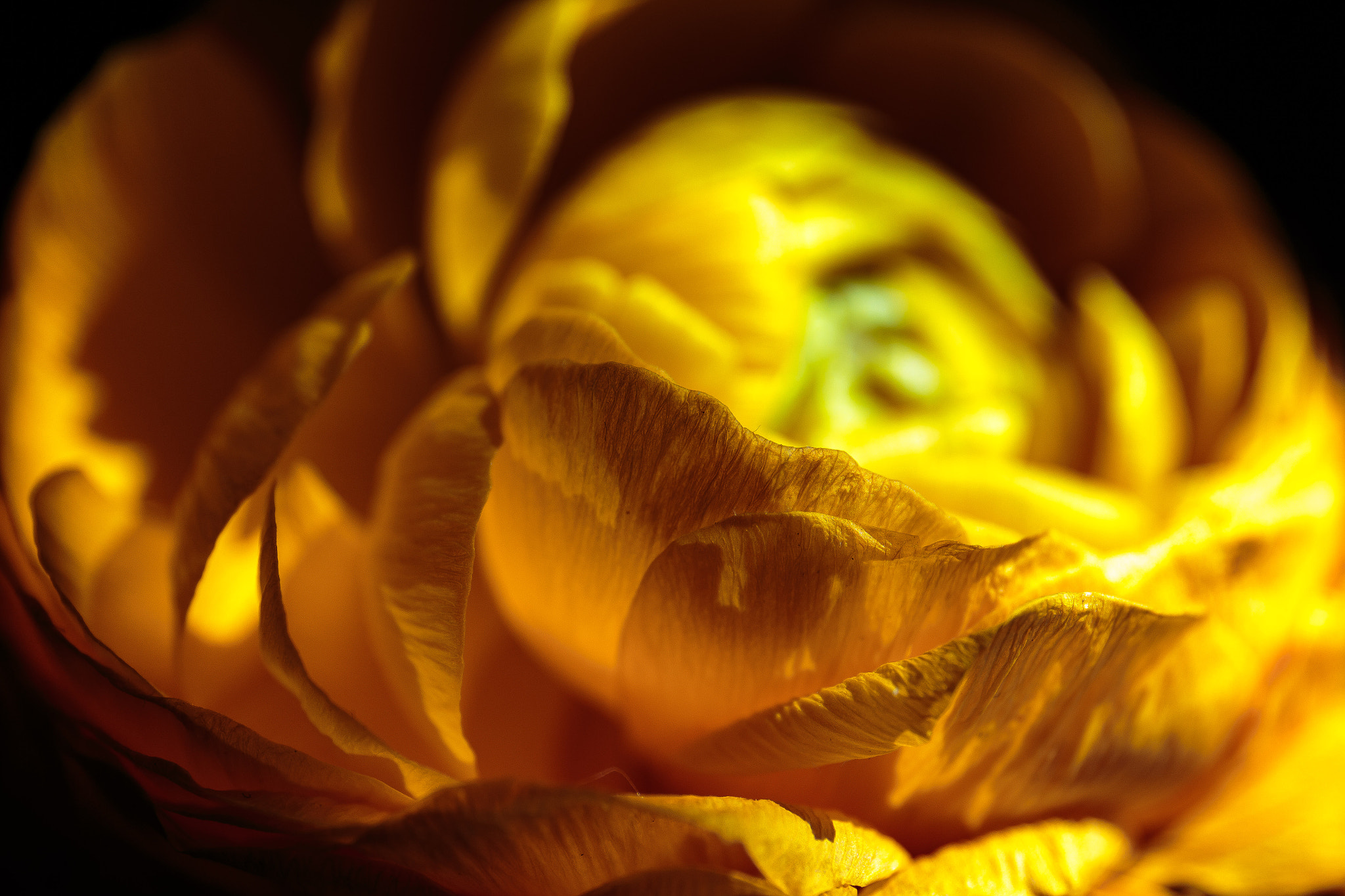 Canon EF 24-70mm F4L IS USM sample photo. Flower's softness photography