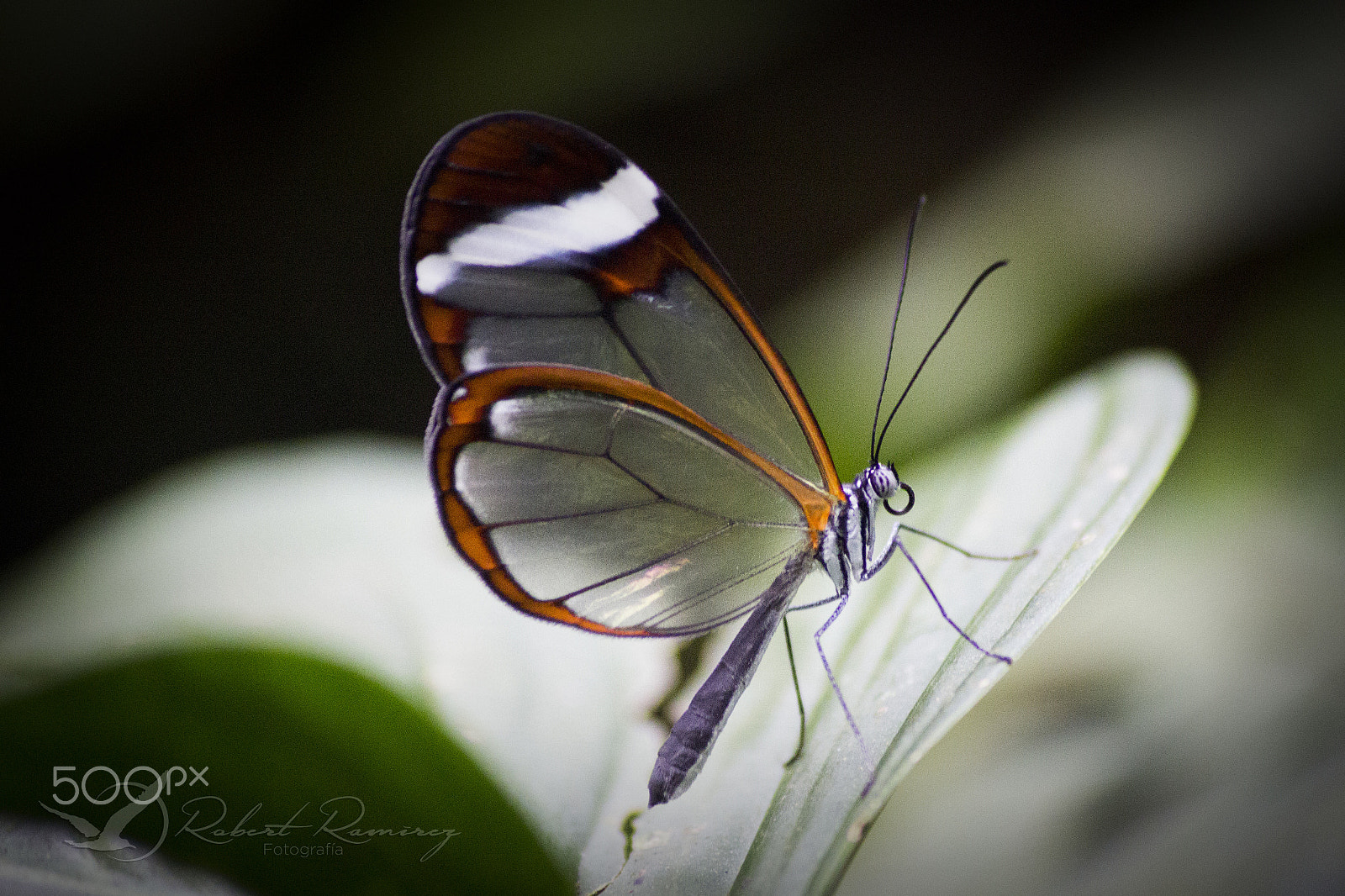 Sigma 70-300mm F4-5.6 APO DG Macro sample photo. Mariposa cristal photography