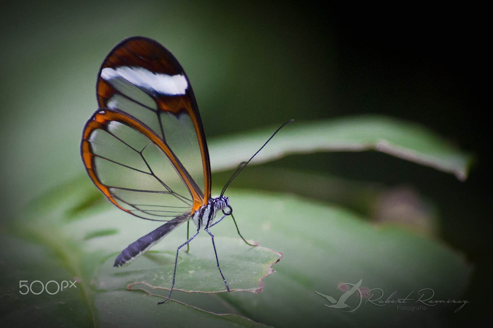 Sigma 70-300mm F4-5.6 APO DG Macro sample photo. Mariposa cristal photography