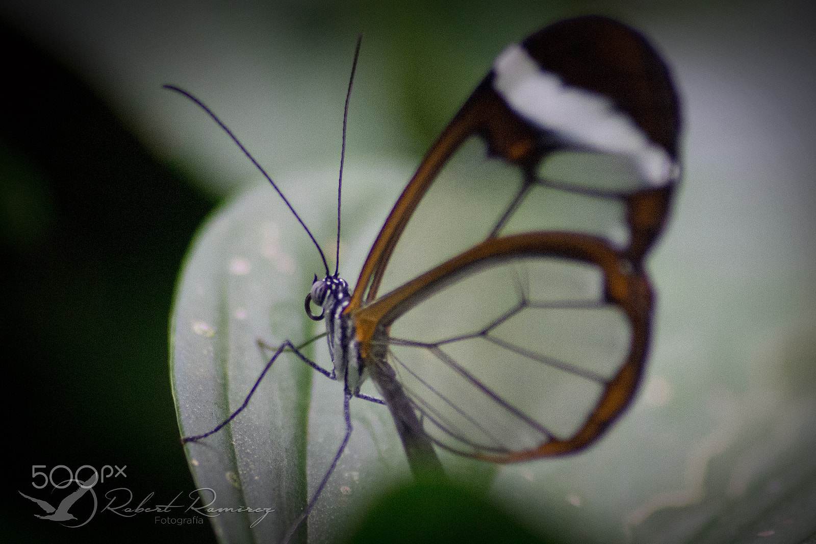 Sigma 70-300mm F4-5.6 APO DG Macro sample photo. Mariposa cristal photography