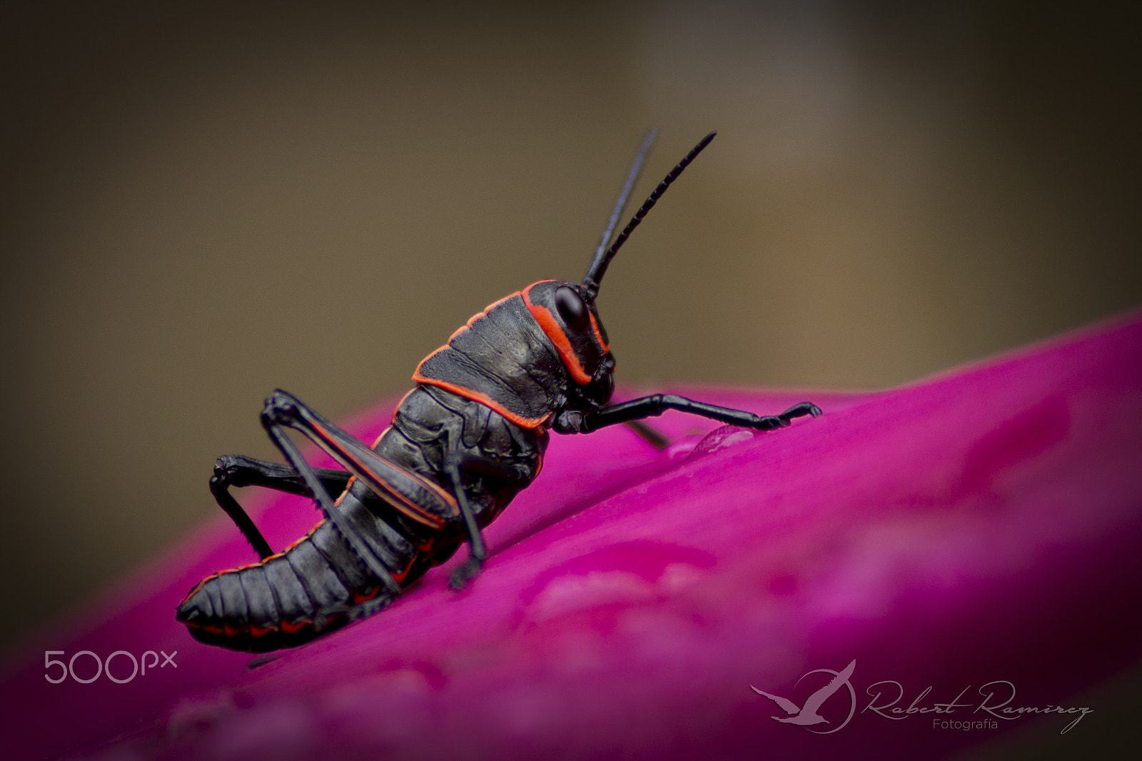 Sigma 70-300mm F4-5.6 APO DG Macro sample photo. Saltamontes photography