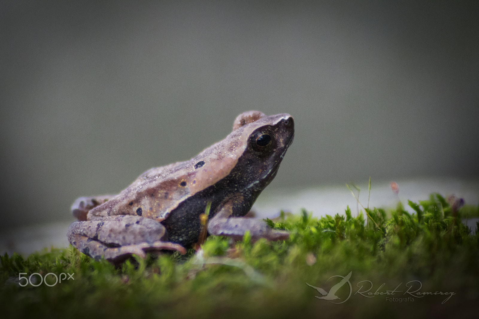 Sigma 70-300mm F4-5.6 APO DG Macro sample photo. Rana photography