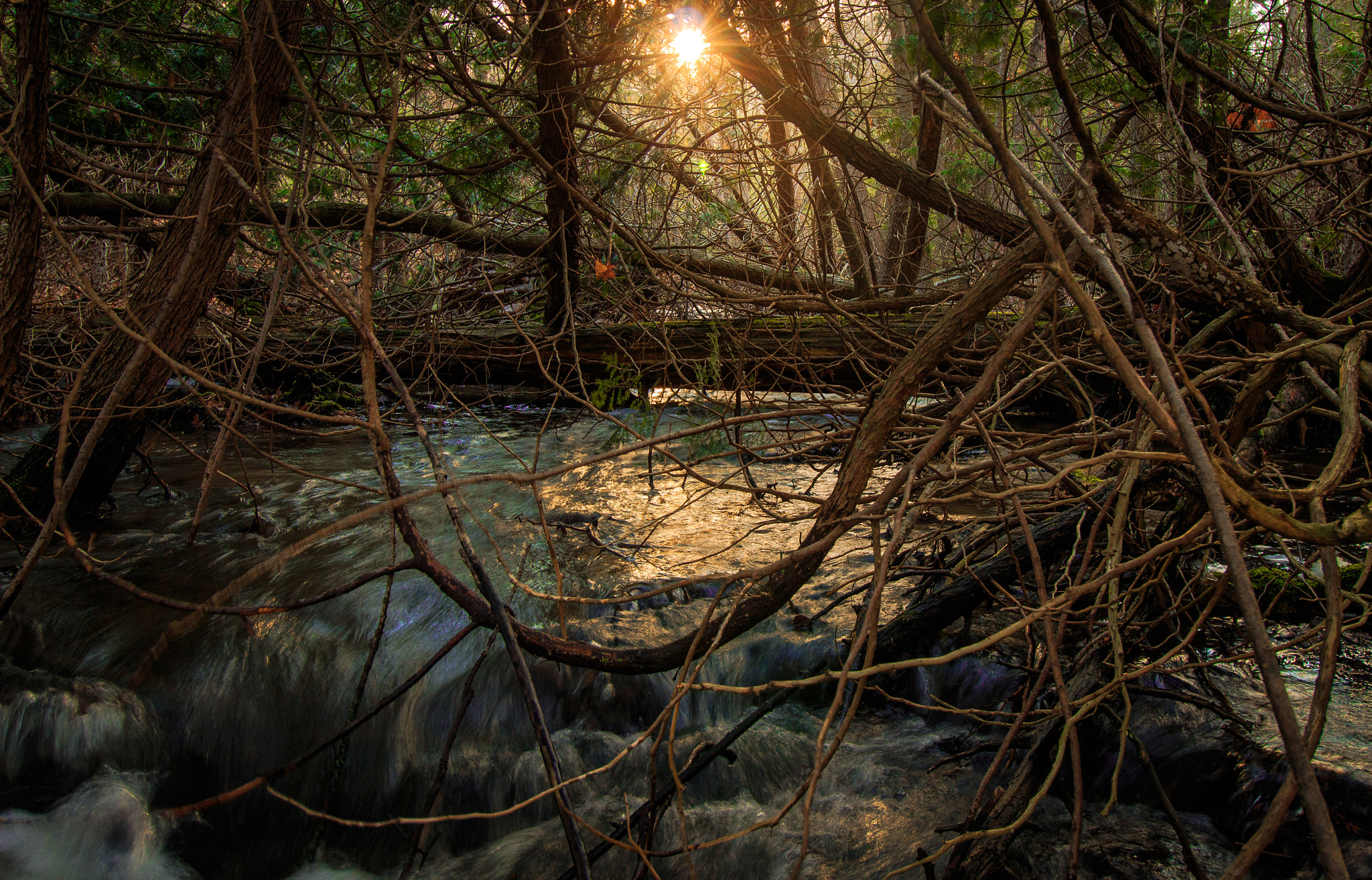 Canon EF-S 10-18mm F4.5–5.6 IS STM sample photo. Beaver's paradise photography