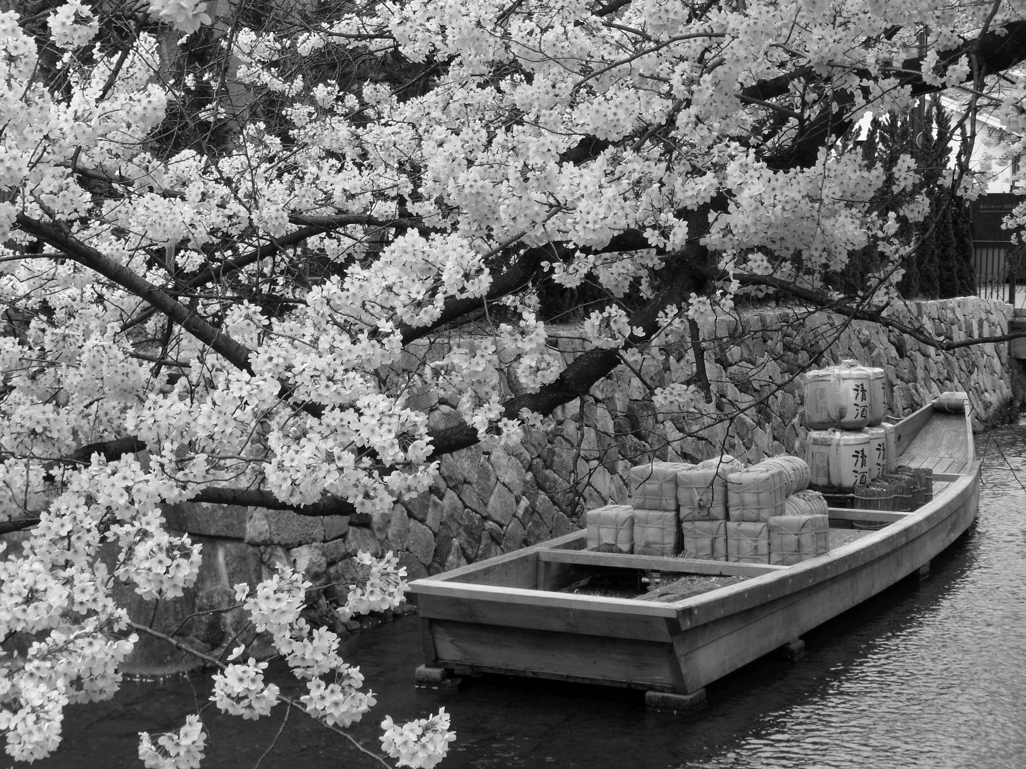 RICOH ZOOM LENS sample photo. Sakura photography