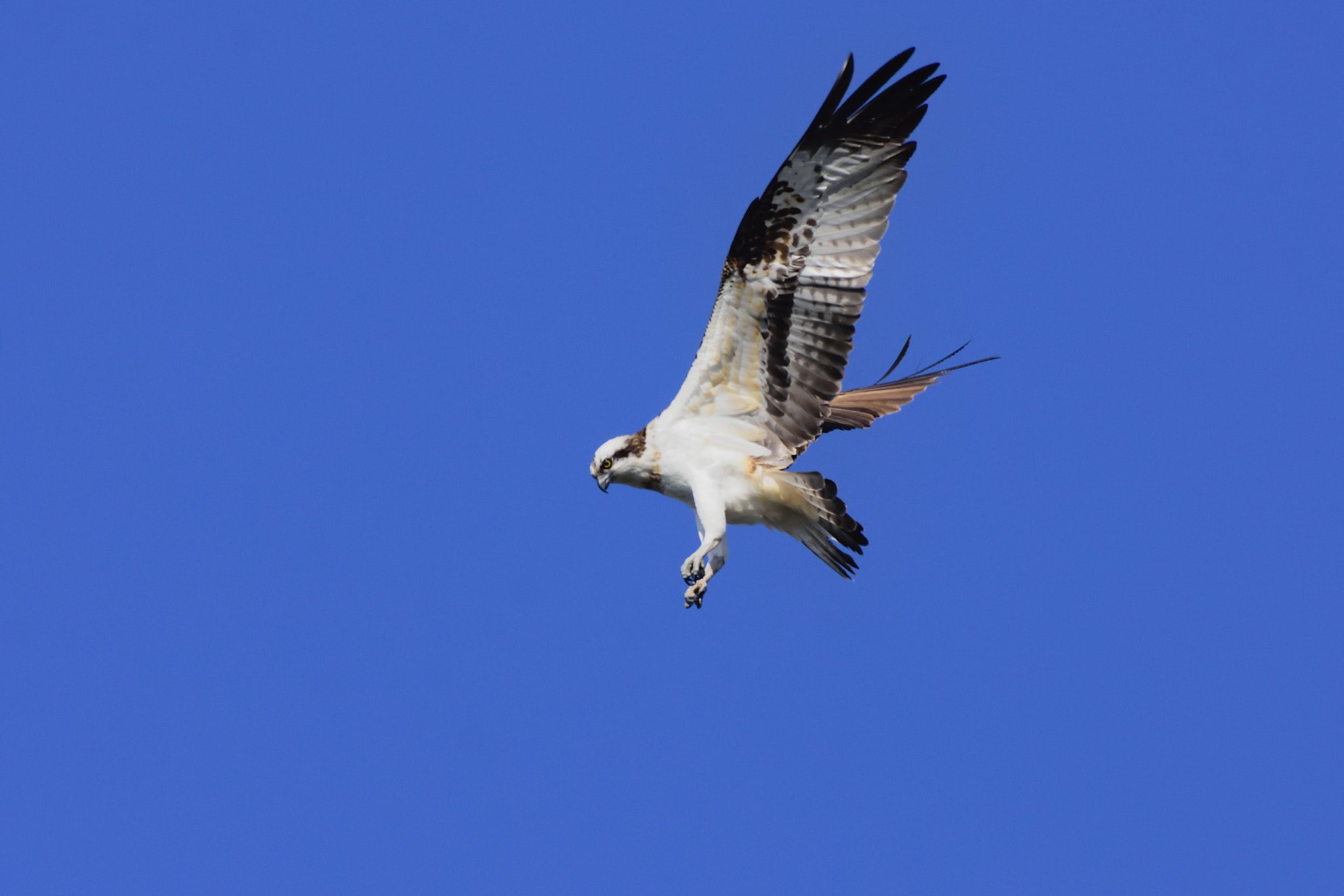 Nikon D7200 + Sigma 500mm F4.5 EX DG HSM sample photo. Osprey photography