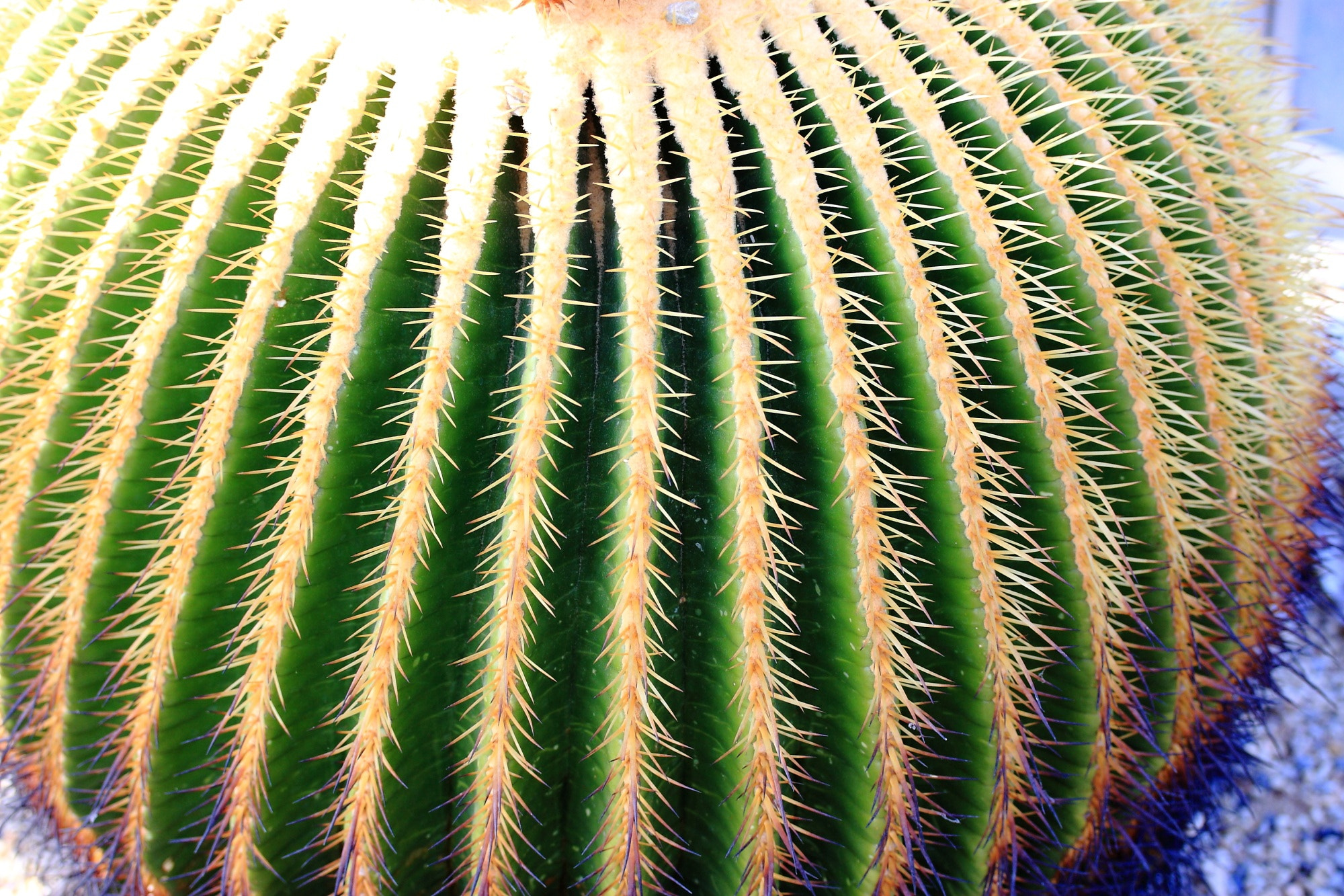 Canon EF-S 60mm F2.8 Macro USM sample photo