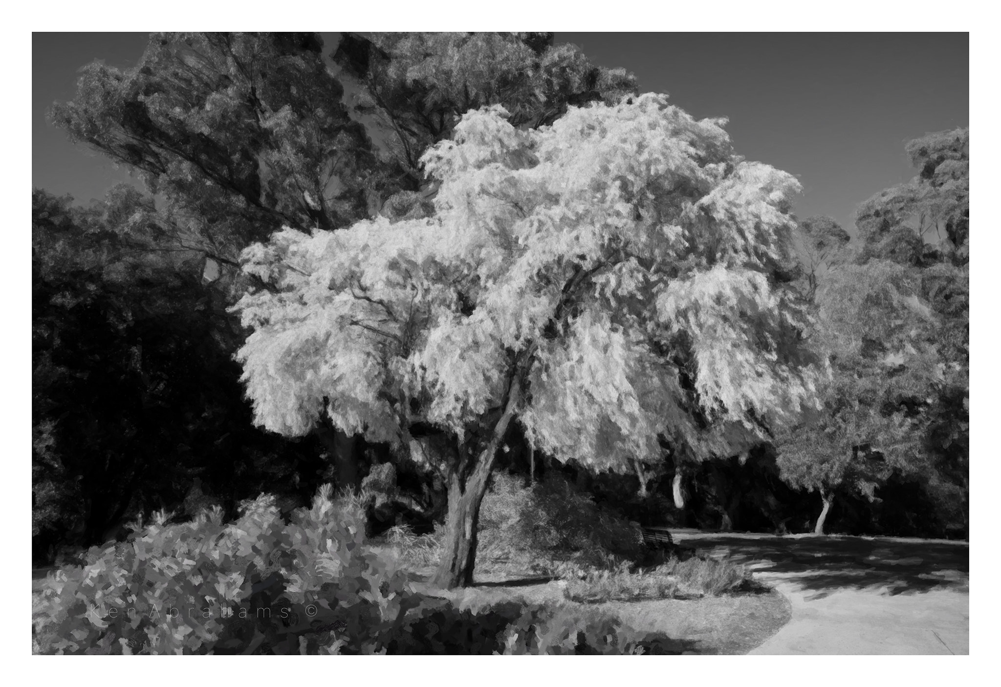 Leica Super-Elmar-M 21mm F3.4 ASPH sample photo. Morning tree photography