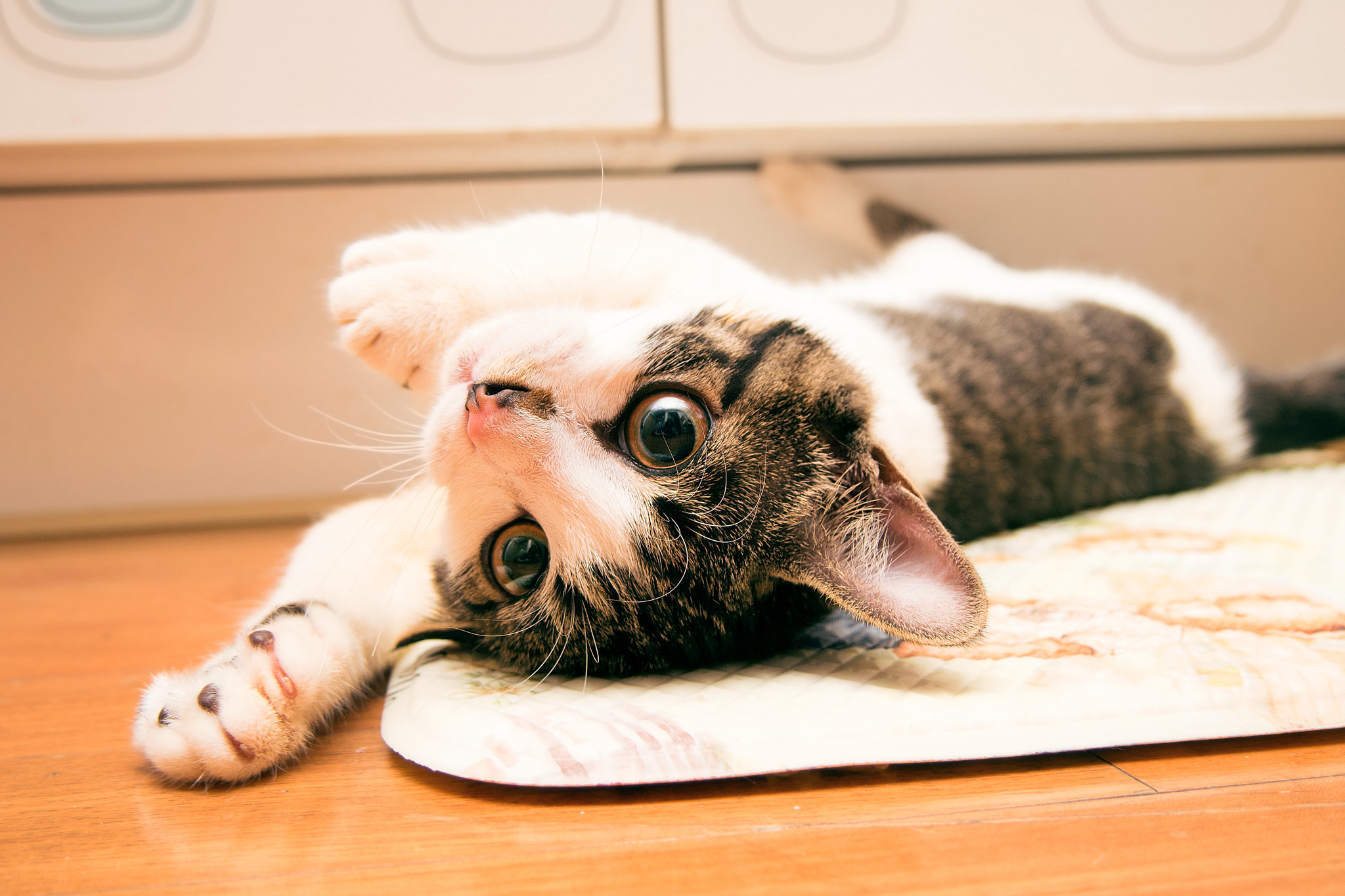 Olympus PEN E-P5 sample photo. Kitten photography