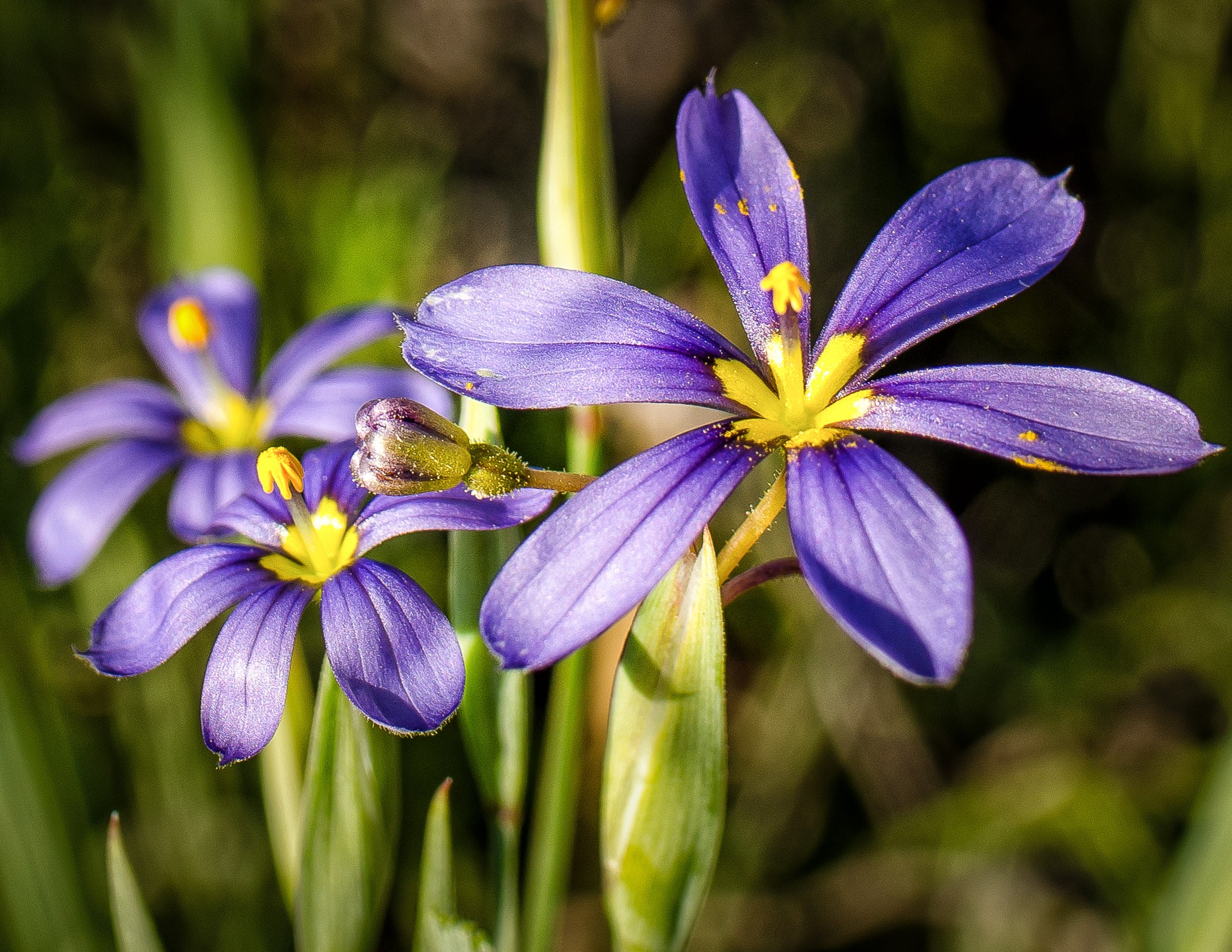 Nikon D7000 + Tamron SP 35mm F1.8 Di VC USD sample photo. Blue eyed grass photography