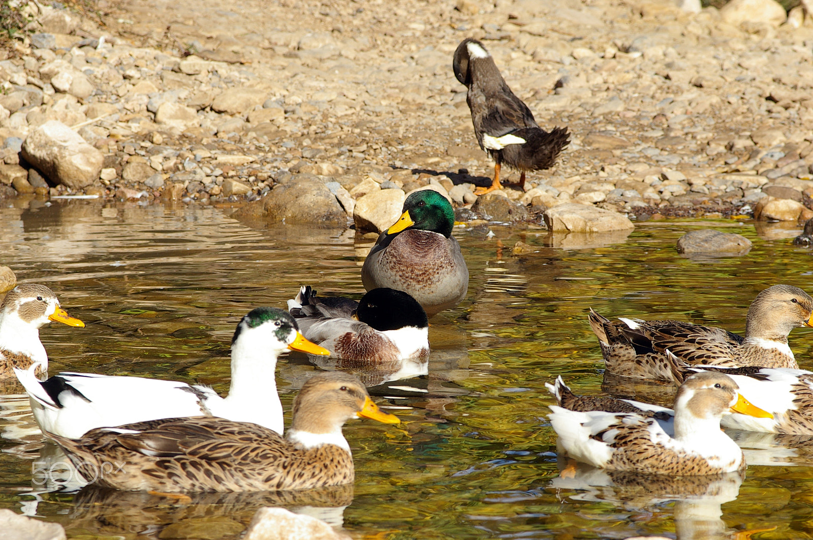 Pentax *ist DL + Sigma sample photo. Domestic ducks.jpg photography