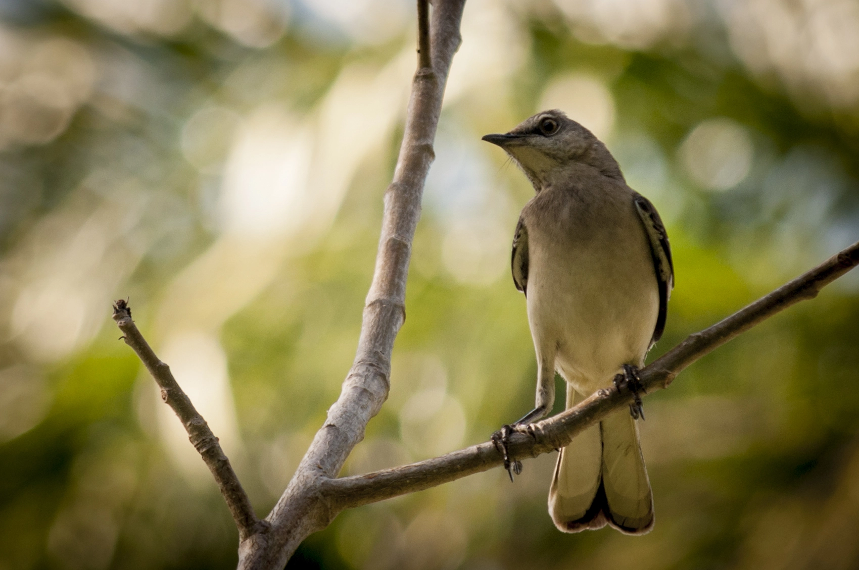 Sigma 70-200mm F2.8 EX DG Macro HSM II sample photo. Ruiseñor dominicano photography
