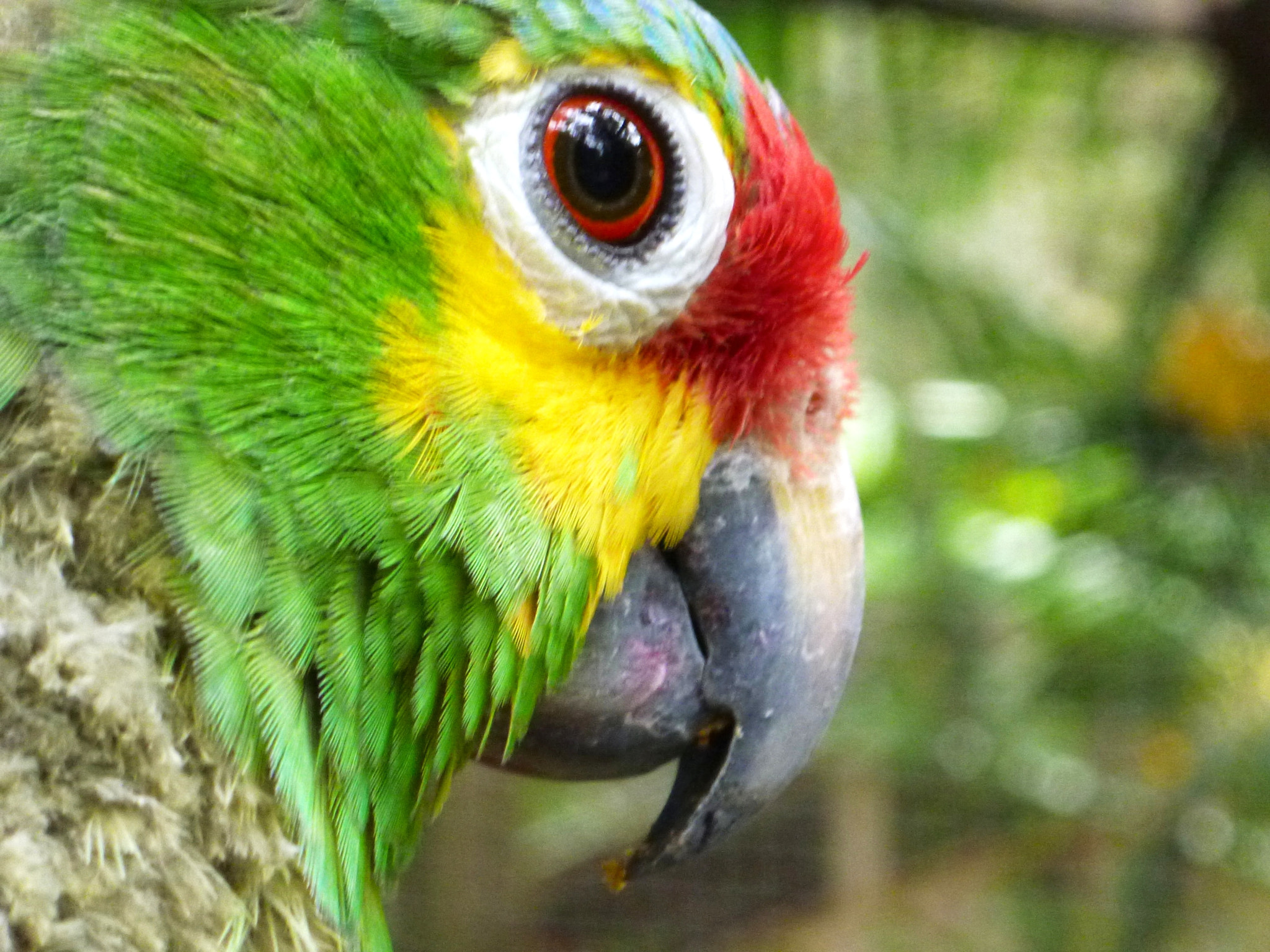 Panasonic DMC-FT3 sample photo. Macaw mountain, honduras photography