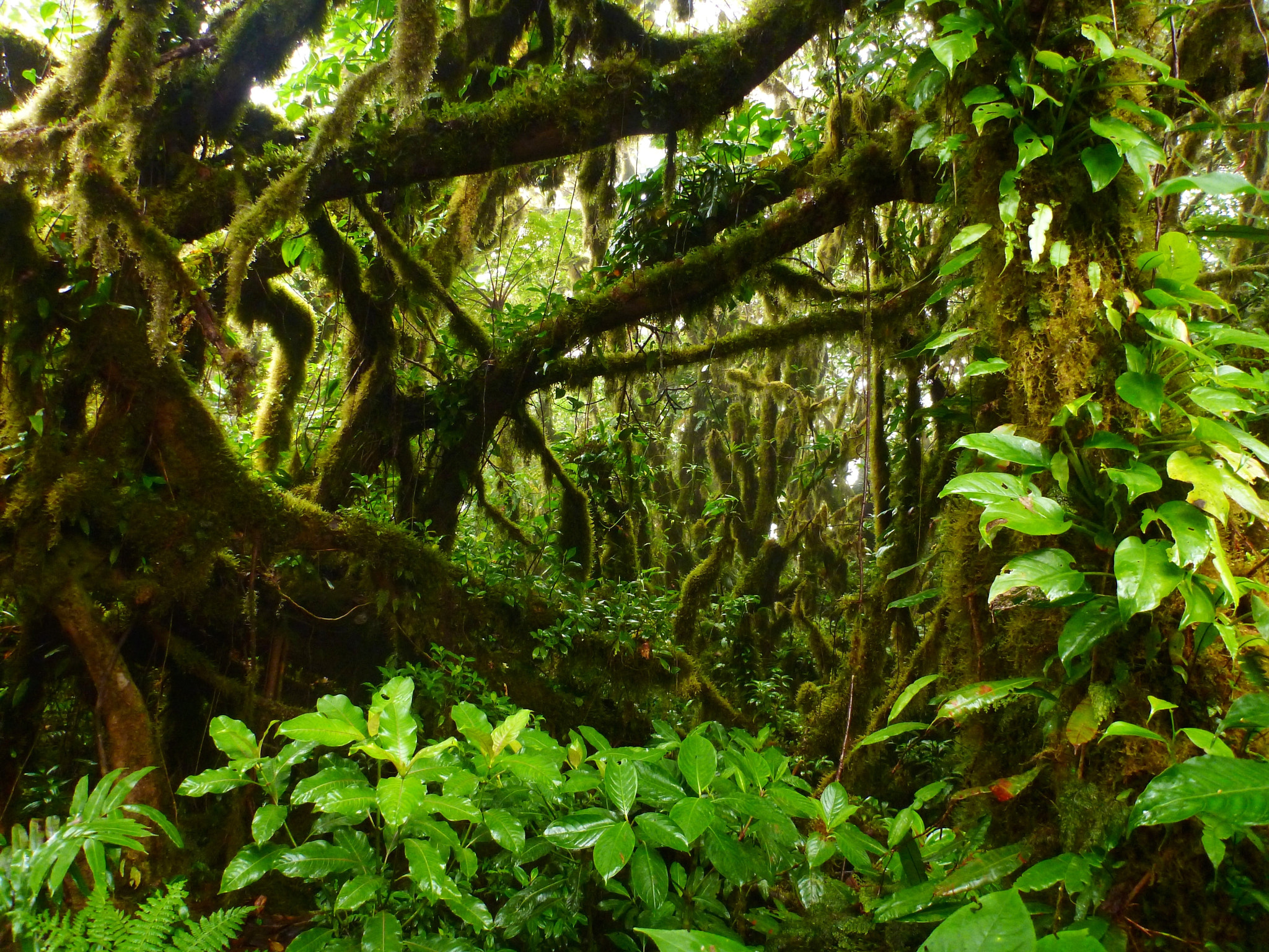 Panasonic DMC-FT3 sample photo. Isla de ometepe, nicaragua photography