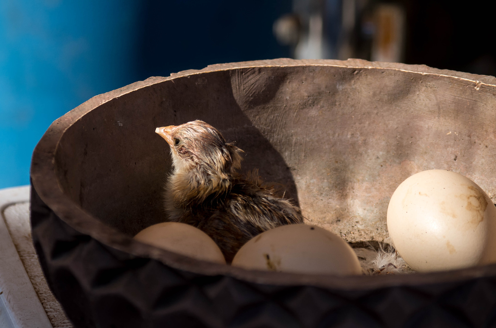 Pentax smc DA 50-200mm F4-5.6 ED WR sample photo. The chick and the egg photography