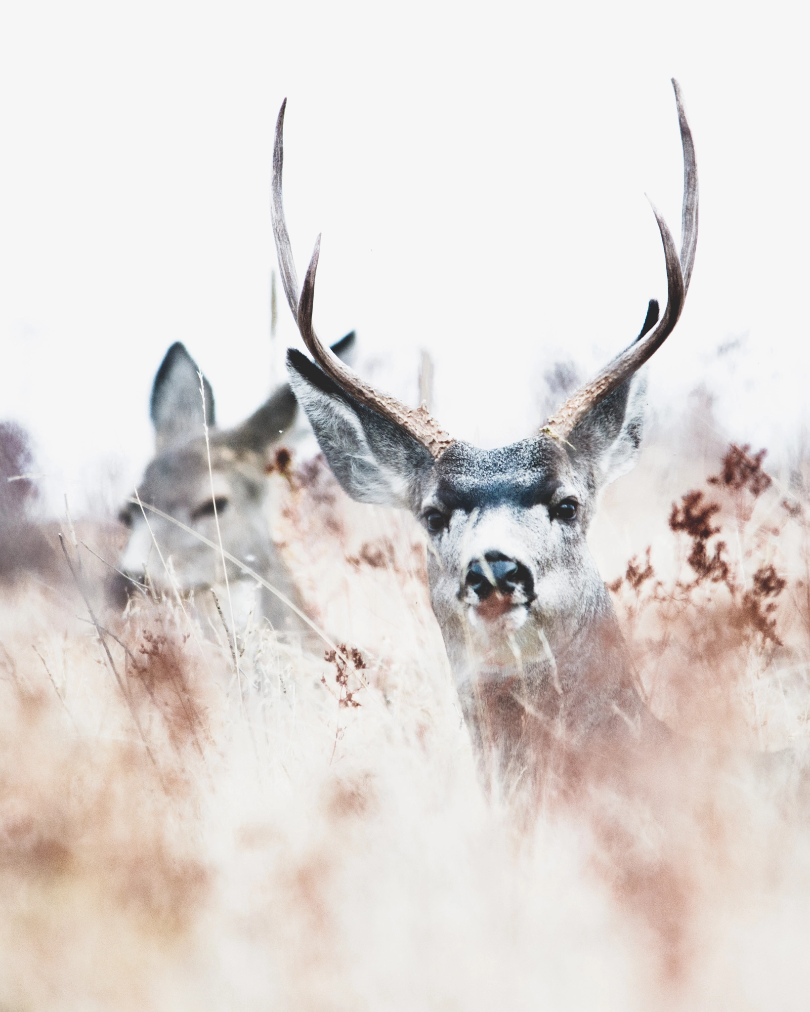 Sigma 150-500mm F5-6.3 DG OS HSM sample photo. Buck & doe photography