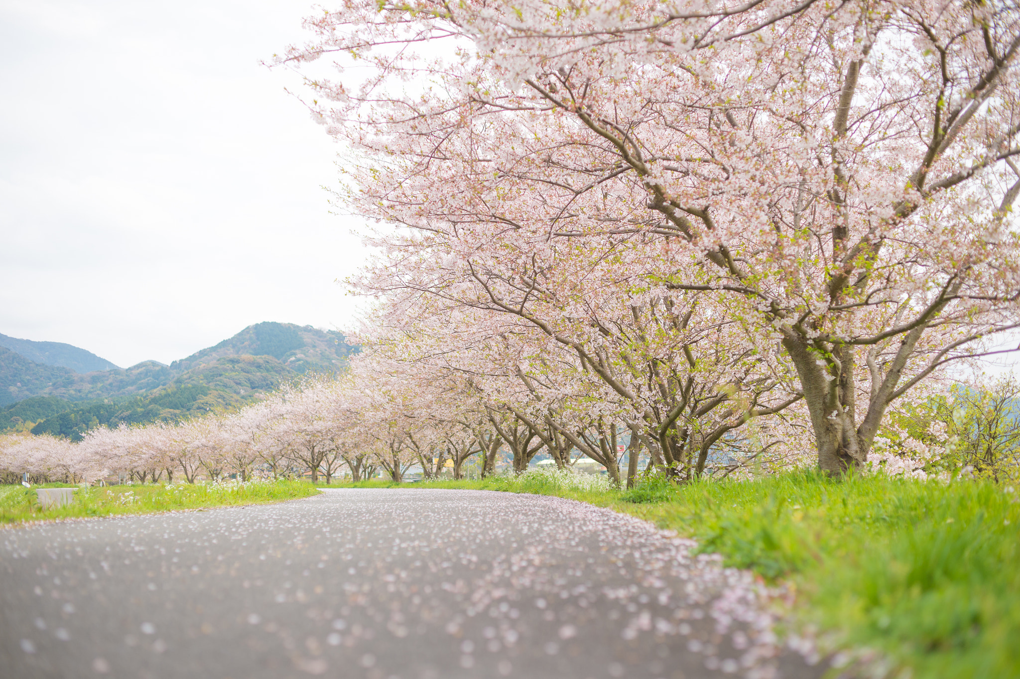 Nikon Df + ZEISS Makro-Planar T* 50mm F2 sample photo. Sakura road 2 photography