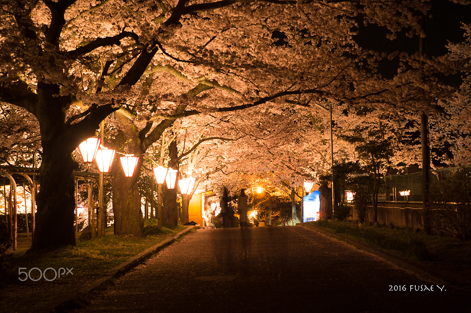 Nikon Df sample photo. Night of the cherry trees photography