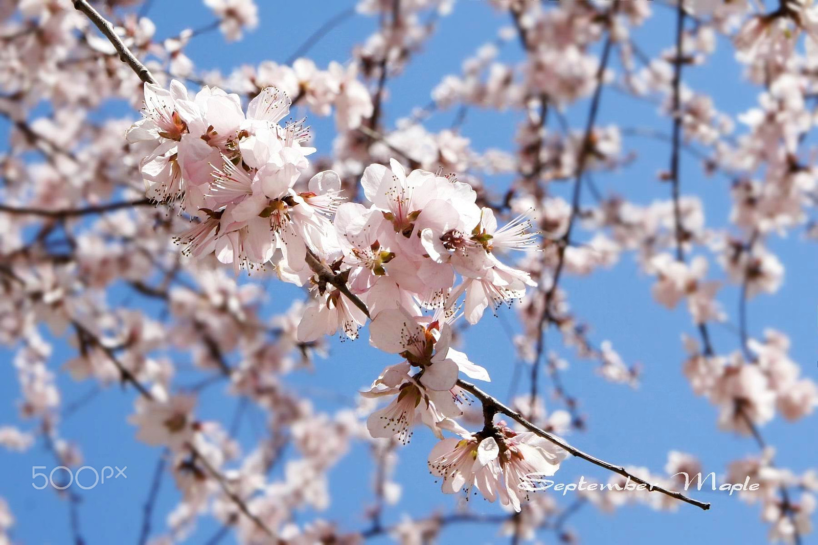Sony NEX-5C sample photo. 桃花盛开的时候 b photography