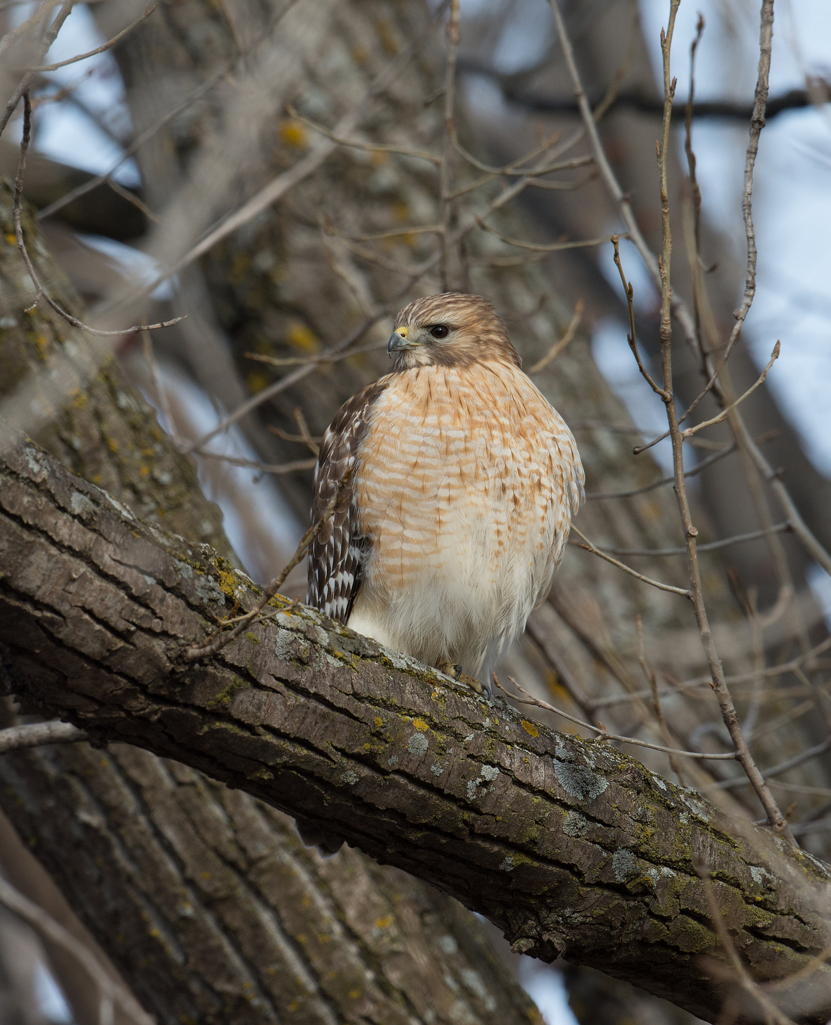 Sigma 24-60mm F2.8 EX DG sample photo. Buse à épaulettes - red-shouldered hawk photography