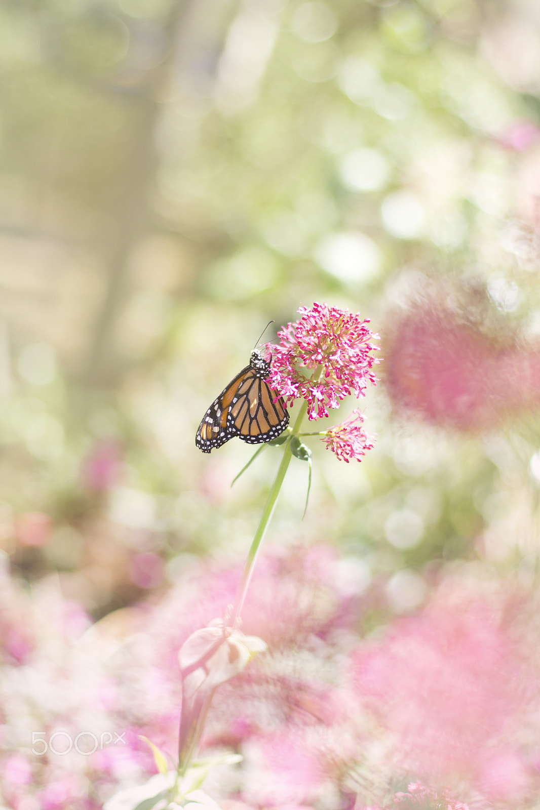 Canon EOS 700D (EOS Rebel T5i / EOS Kiss X7i) + Canon EF 50mm F1.4 USM sample photo. Butterfly photography