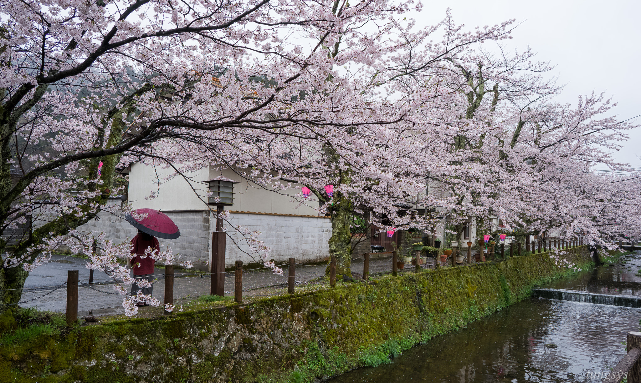 Sony a7 + ZEISS Batis 25mm F2 sample photo. Cherry photography