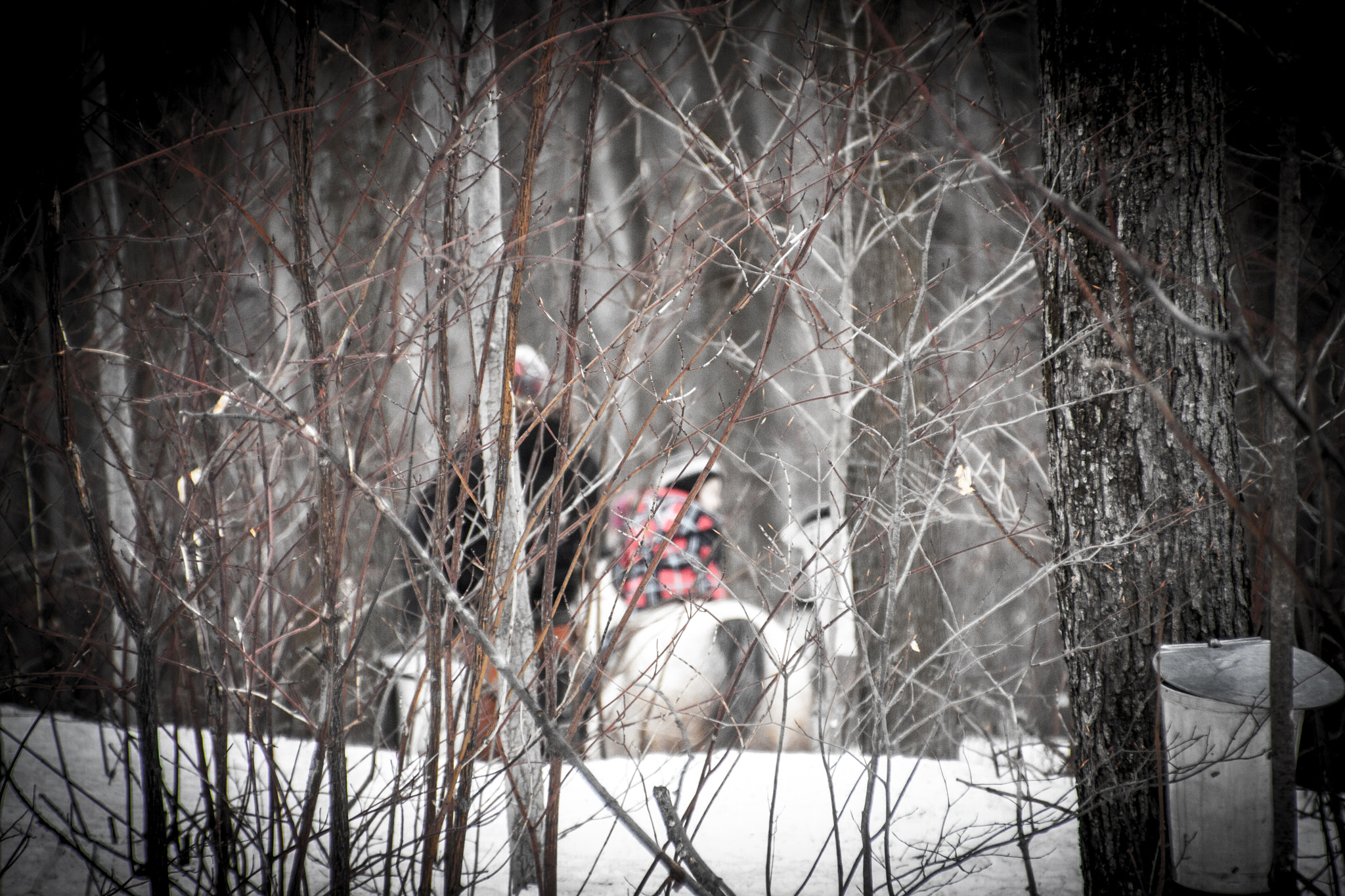 Canon EOS 40D sample photo. Cabane a sucre photography