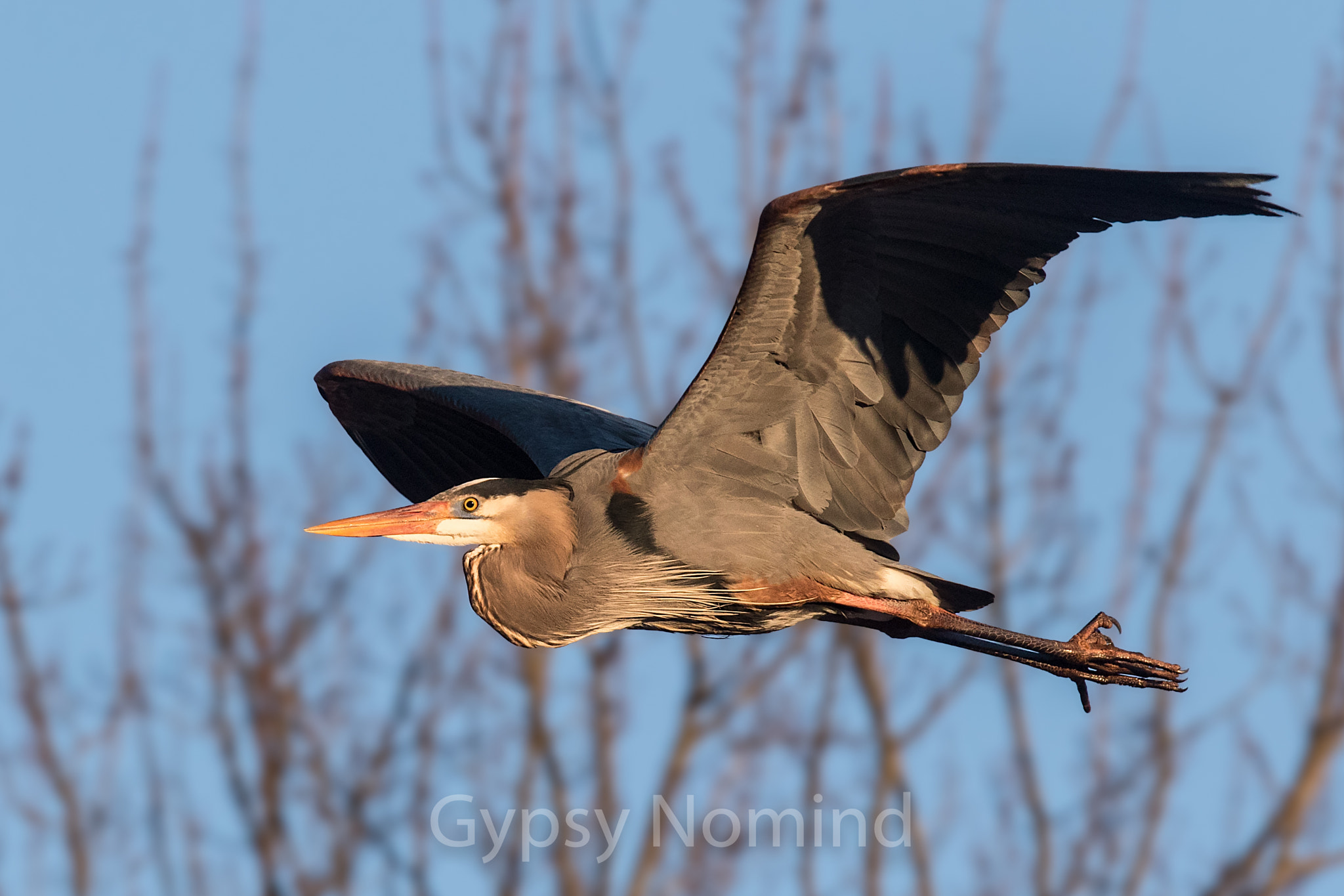 Canon EF 400mm F4.0 DO IS USM sample photo. Great blue heron photography