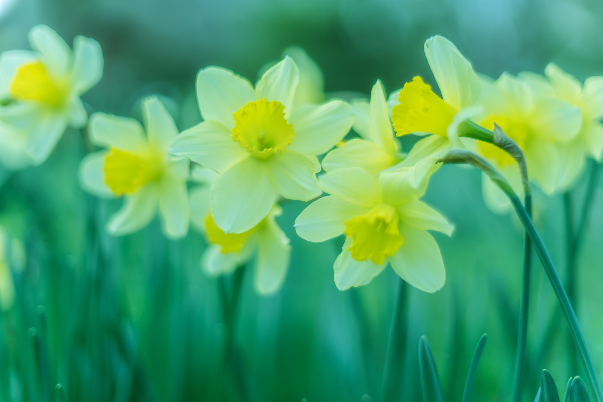 Sony a7 II + Sony 50mm F1.4 sample photo. Whisper of spring photography