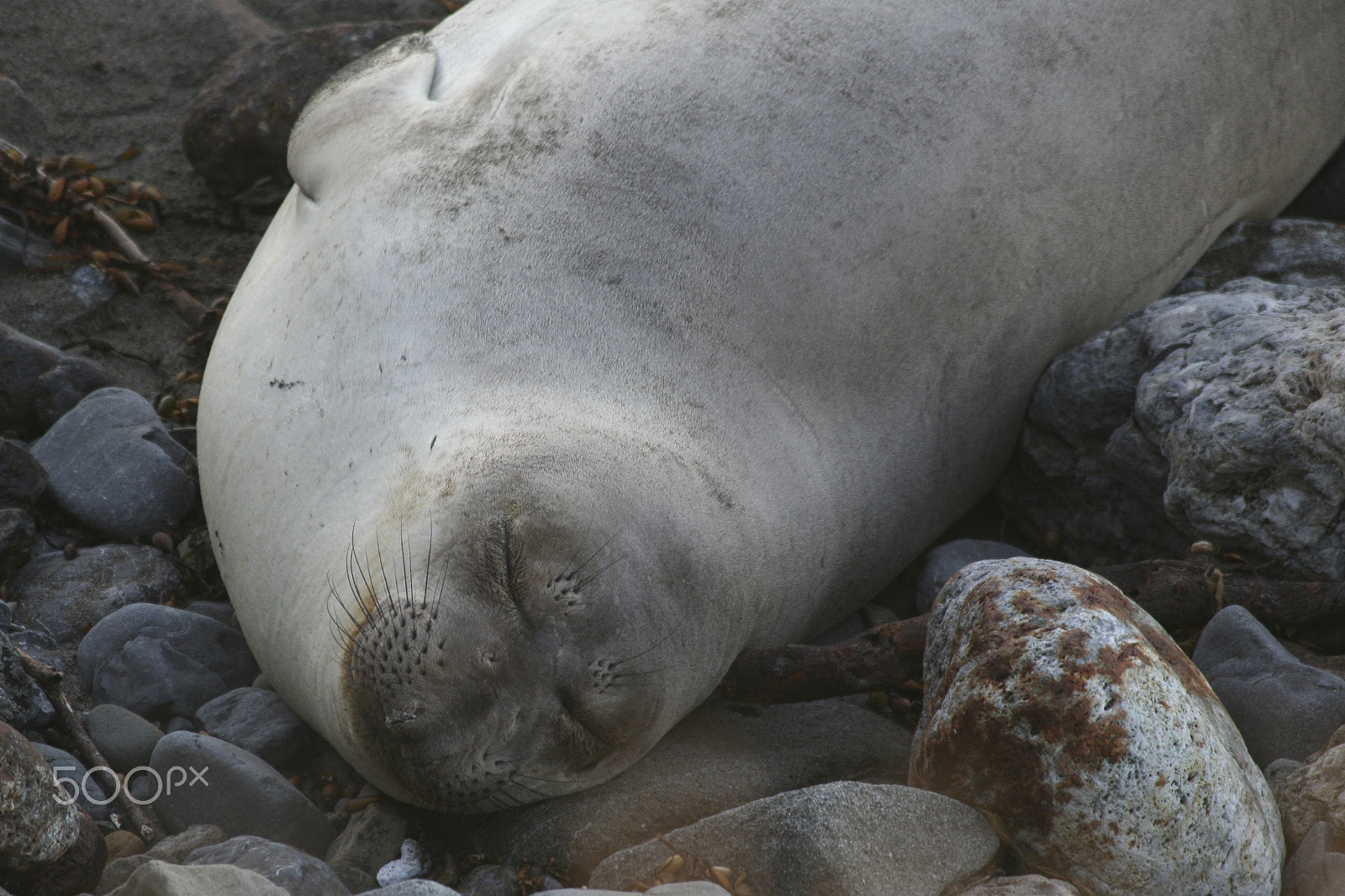 Canon EF 70-300mm F4-5.6 IS USM sample photo. Nap photography
