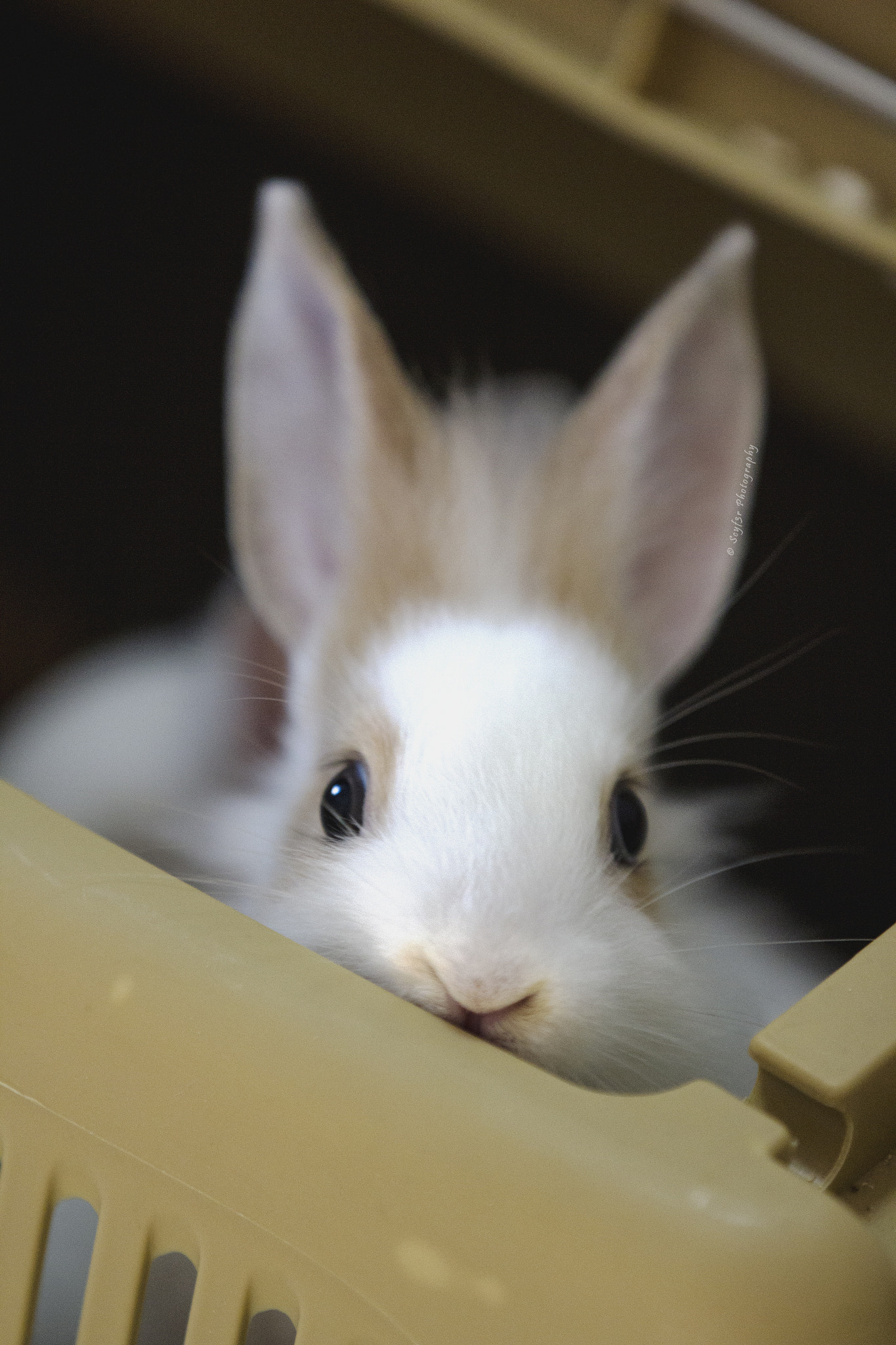 Canon EF 70-200mm F2.8L IS II USM sample photo. Bunny photography