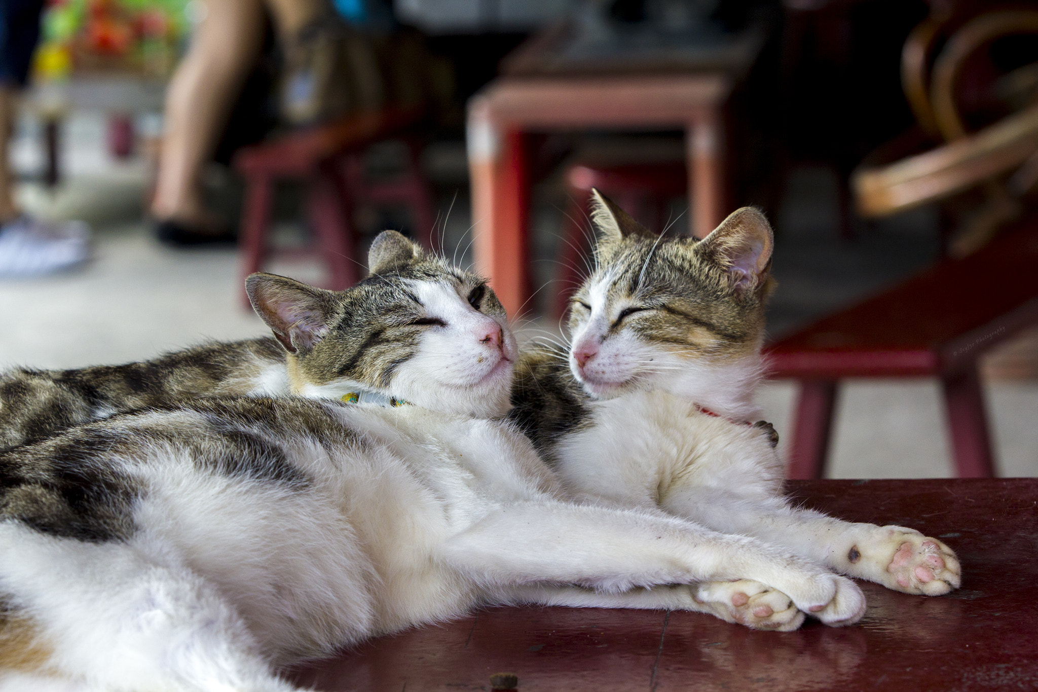 Canon EF 70-200mm F2.8L IS II USM sample photo. Friendly cats photography
