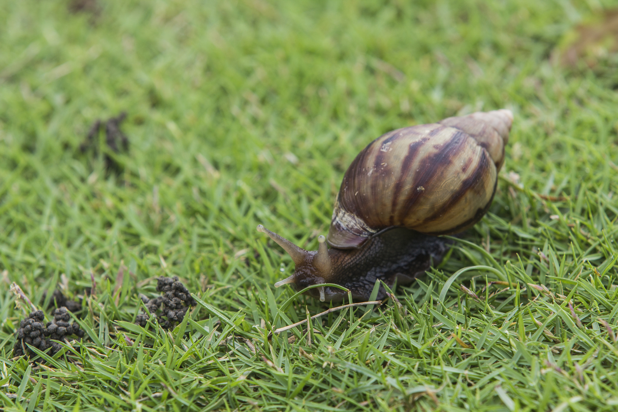 Canon EF 70-200mm F2.8L IS II USM sample photo. Snail in action photography