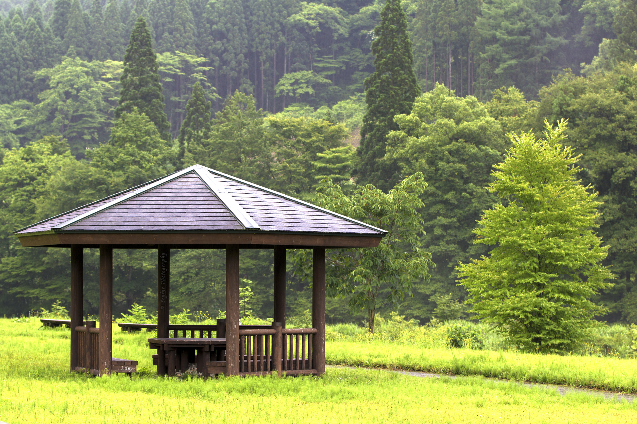 Canon EF 70-200mm F2.8L IS II USM sample photo. Peaceful garden photography