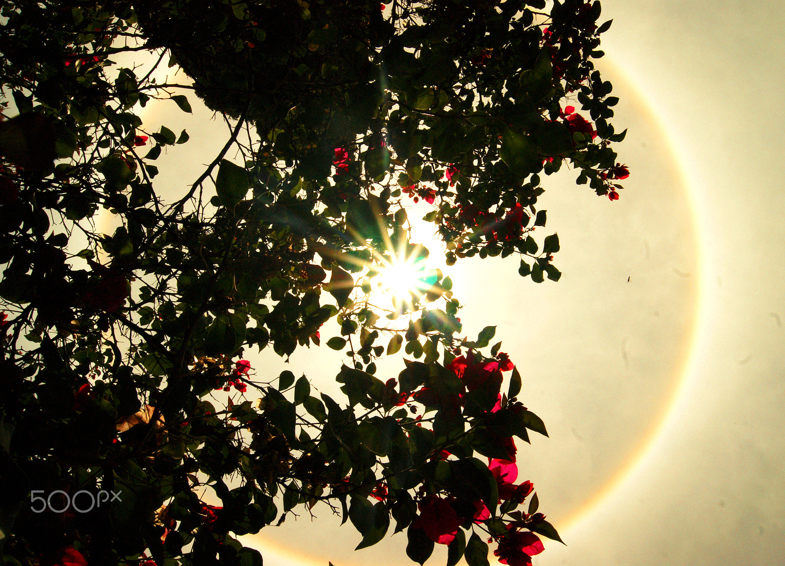 Sony DT 18-55mm F3.5-5.6 SAM II sample photo. Throwing spores photography