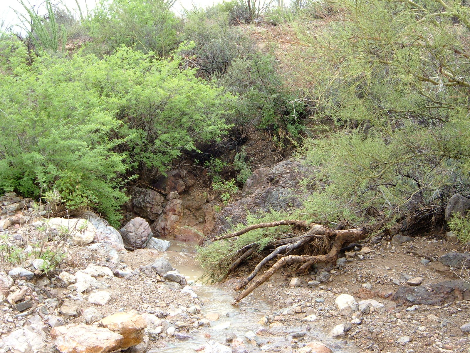 Fujifilm FinePix A340 sample photo. After rain in desert photography