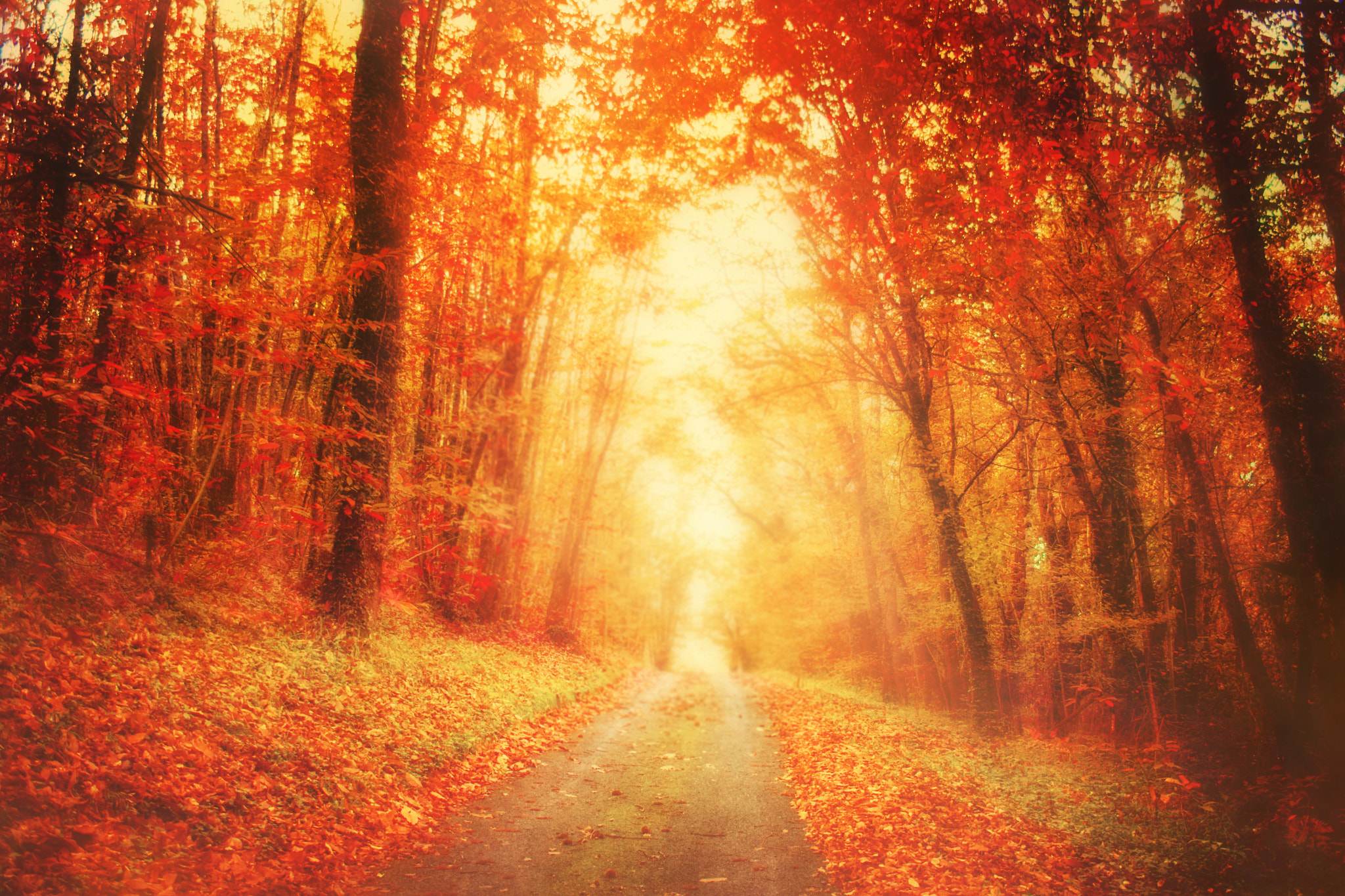 Canon EF-S 18-55mm F3.5-5.6 sample photo. Grimm's fairytale photography