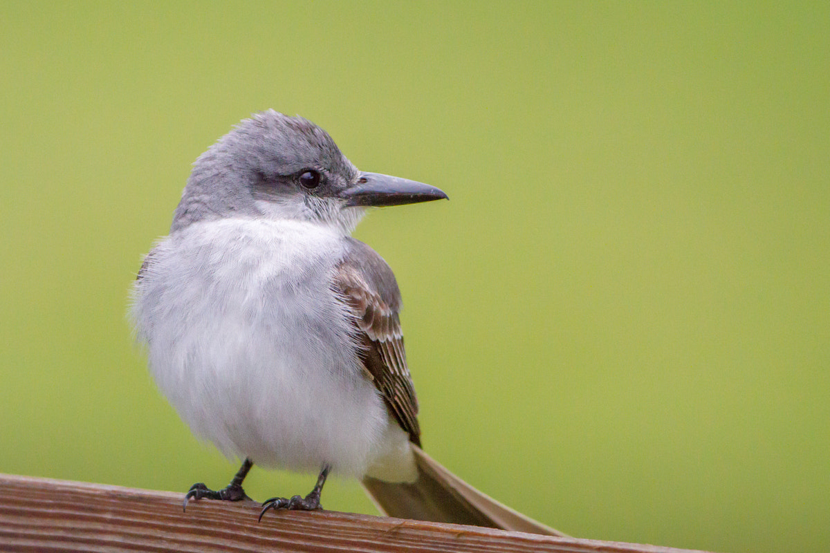 Canon EF 200-400mm F4L IS USM Extender 1.4x sample photo. Gray kingbird photography