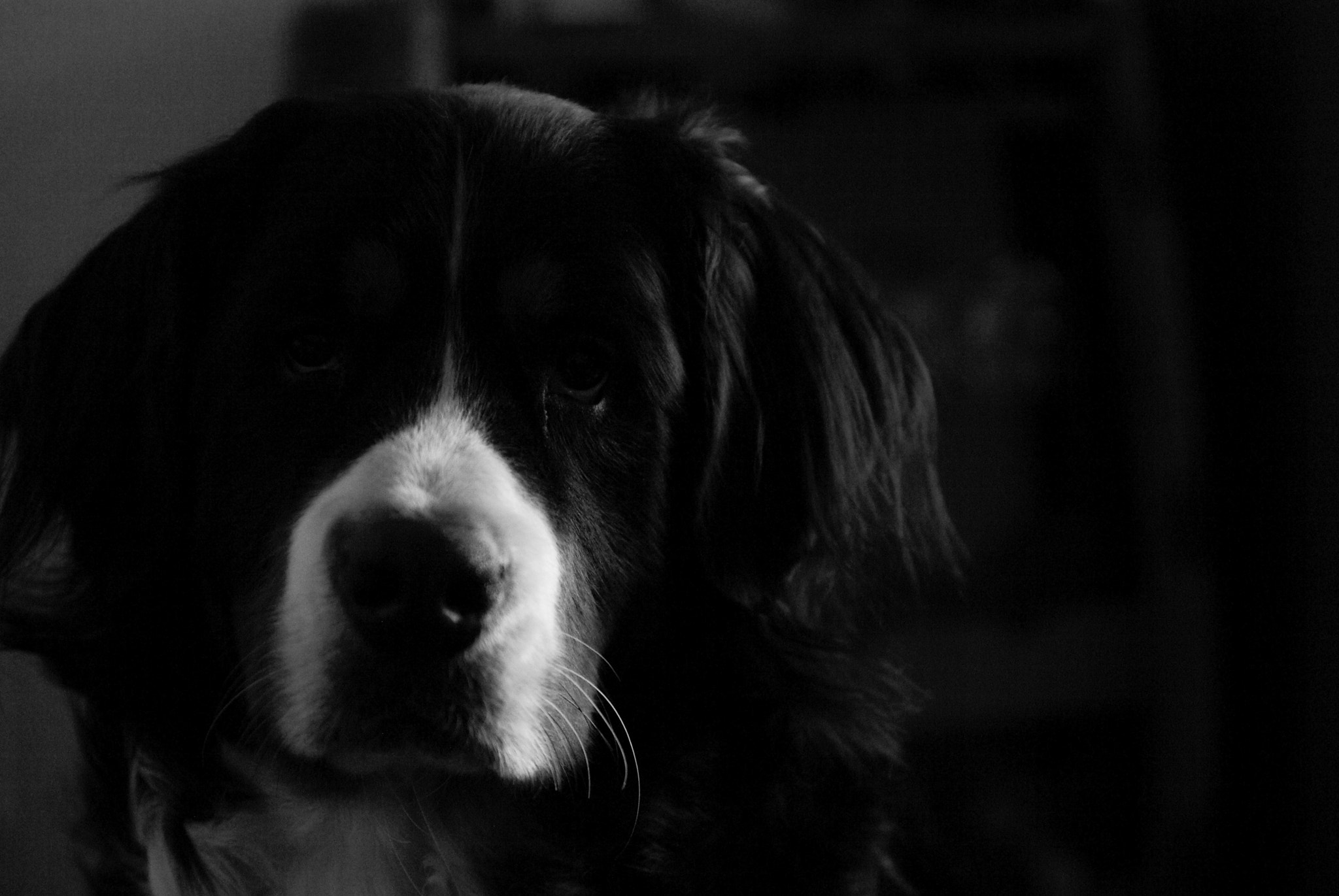 Pentax smc DA* 50-135mm F2.8 ED (IF) SDM sample photo. Sad stare photography