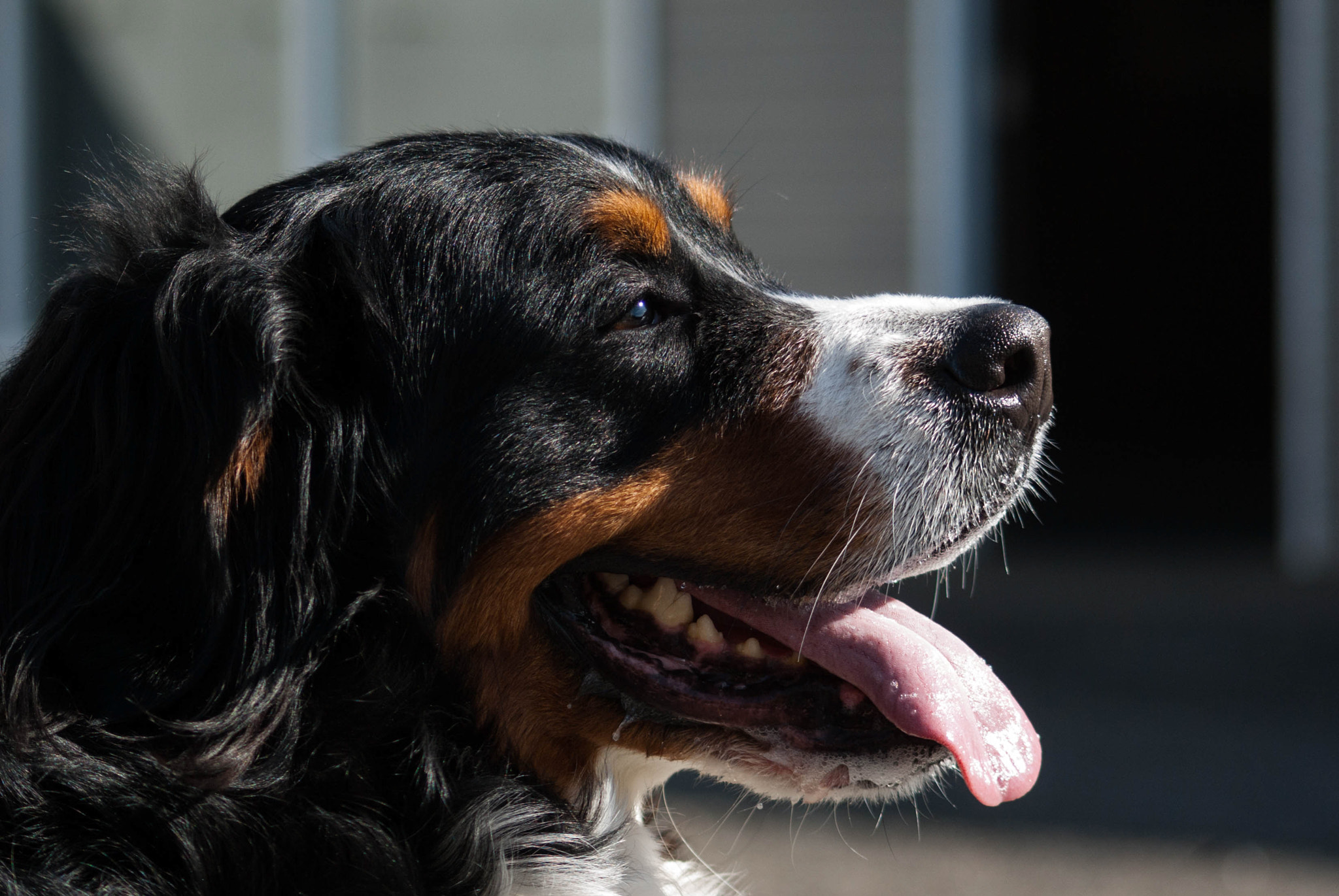 Pentax K10D + Sigma sample photo. Sun in seattle photography